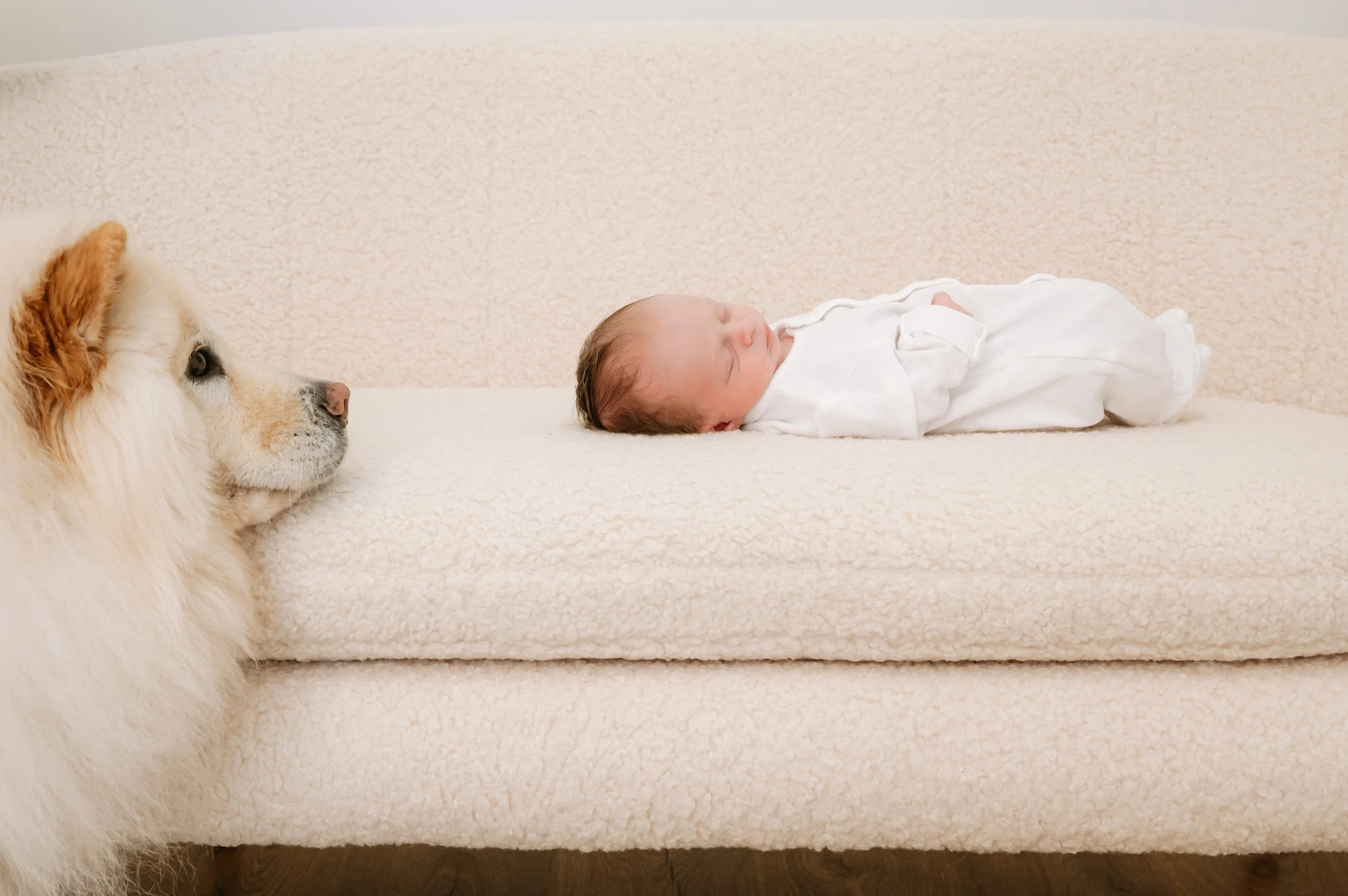 A husky watching over a newborn in a very natural studio photo session in Doncaster