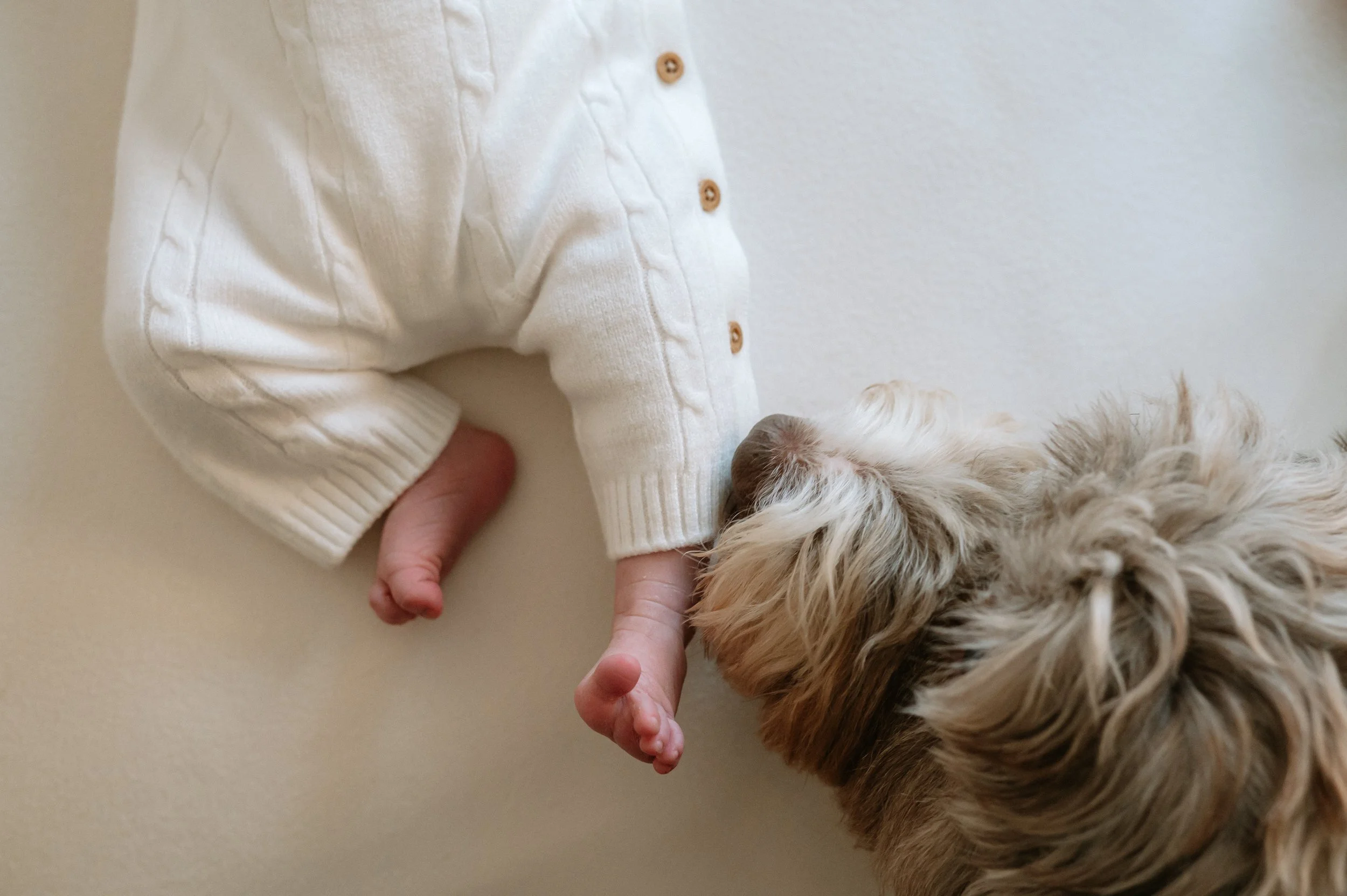 Dog licking a newborn feet in a natural newborn shoot in Doncaster studio