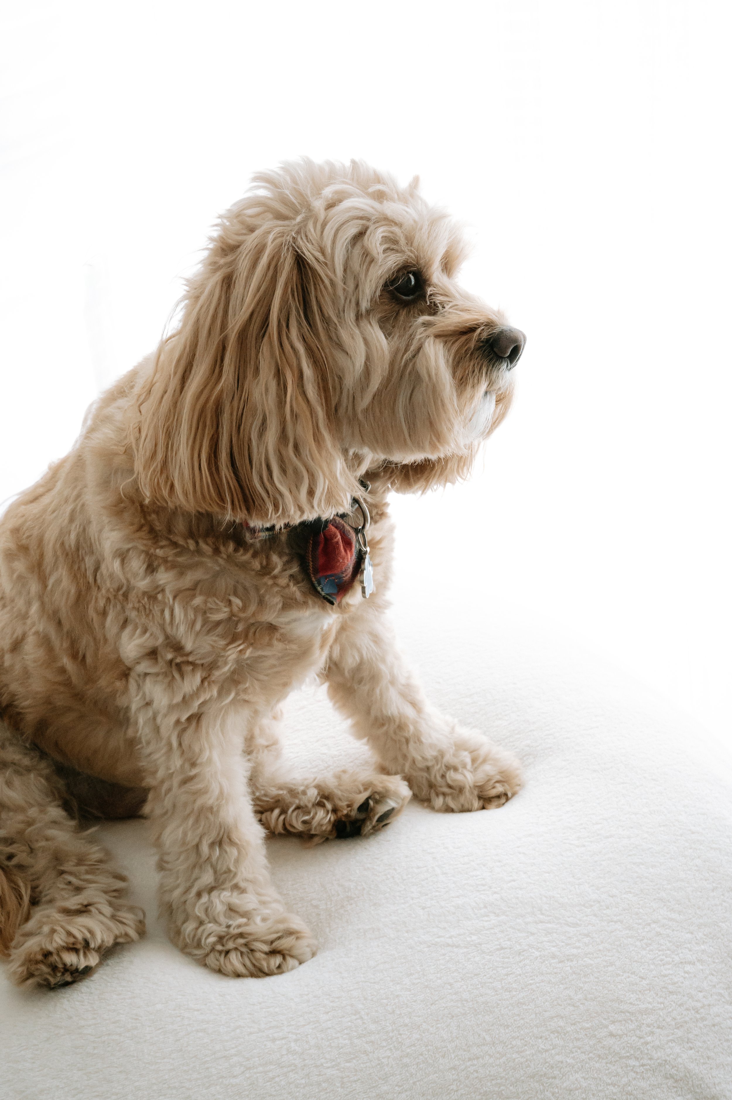 Backlit image of a cockerpoo in natural shoot in a Doncaster studio