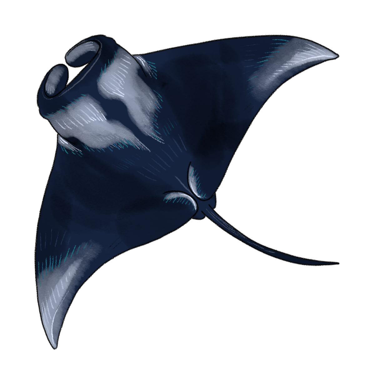manta.png