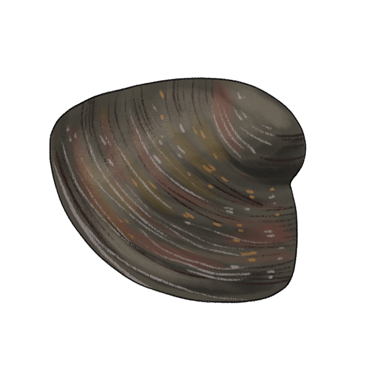 clam.png
