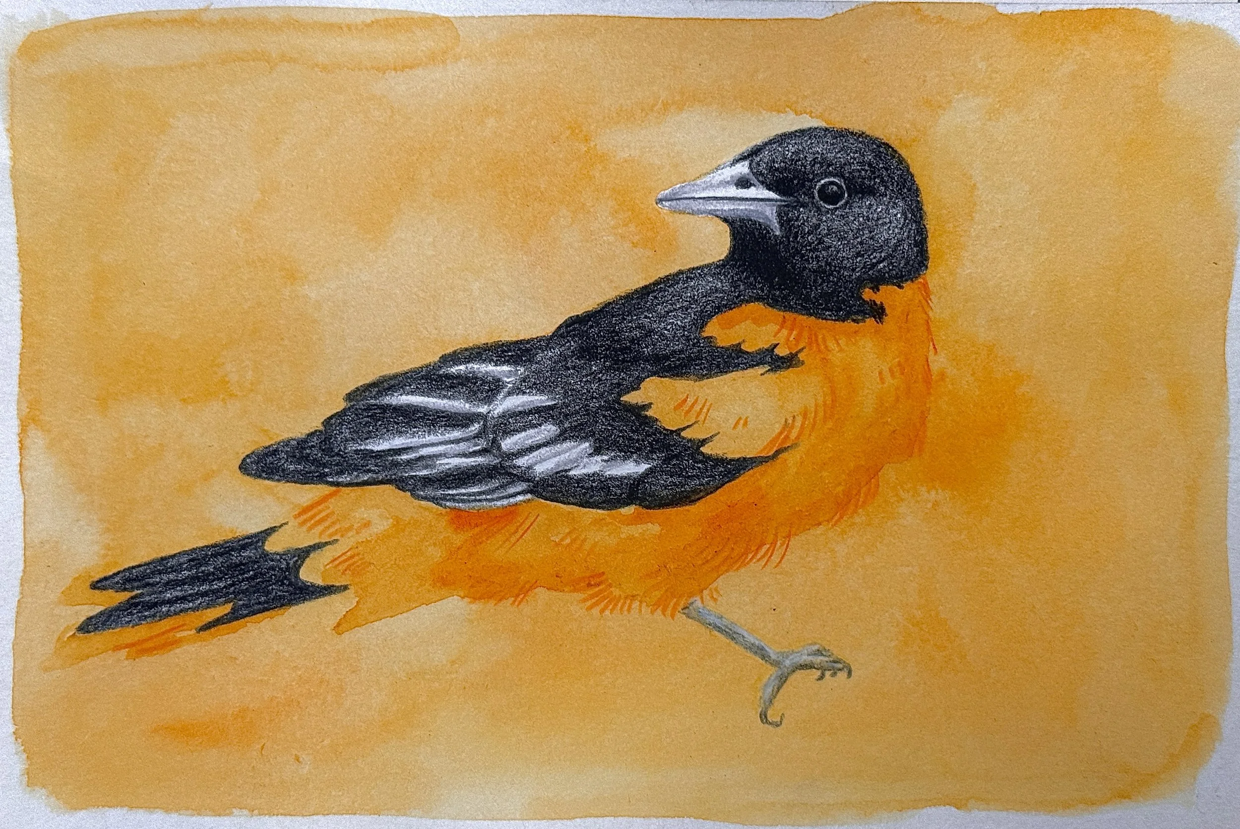 Baltimore Oriole
