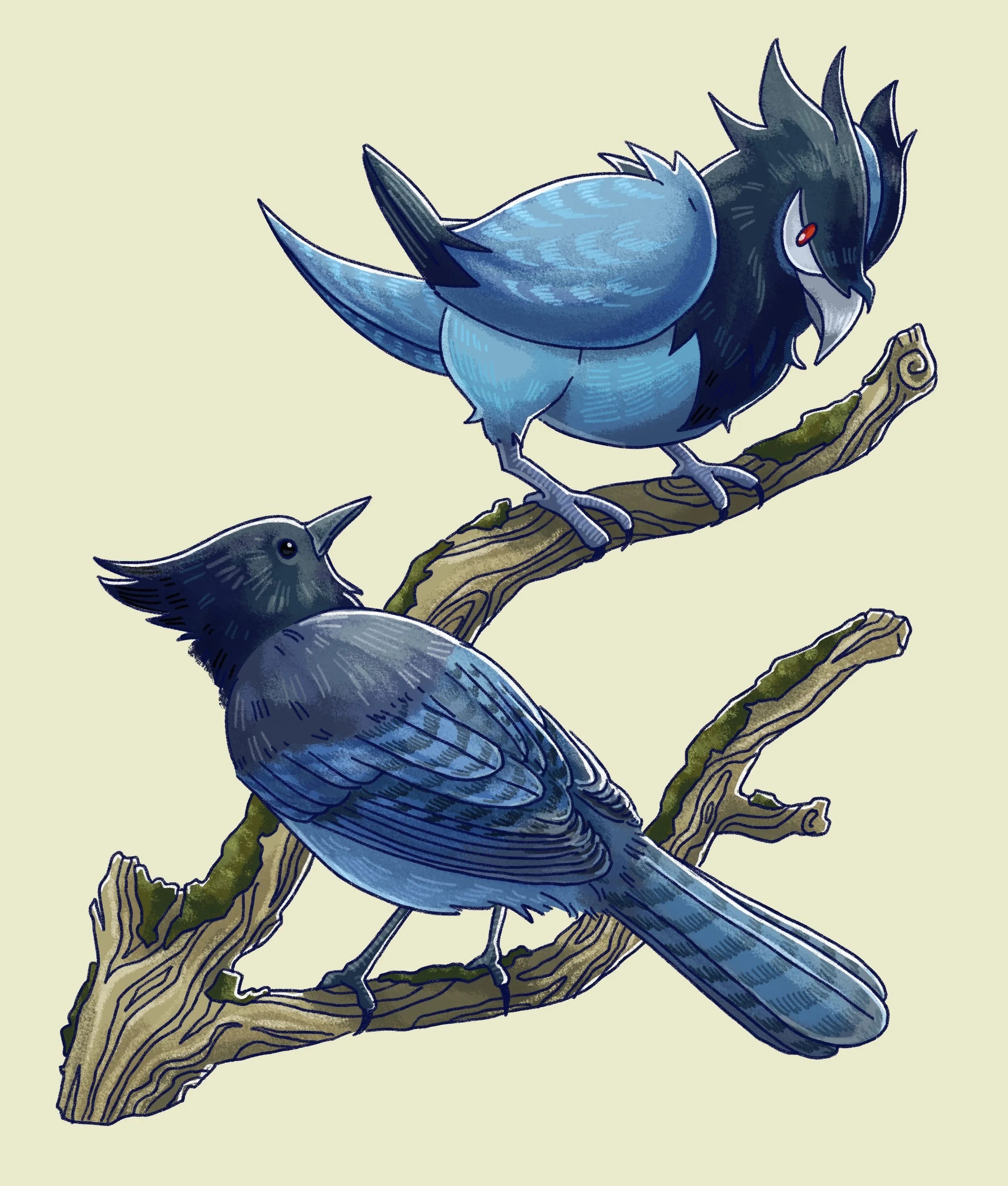 Steller's Jay / Corvisquire