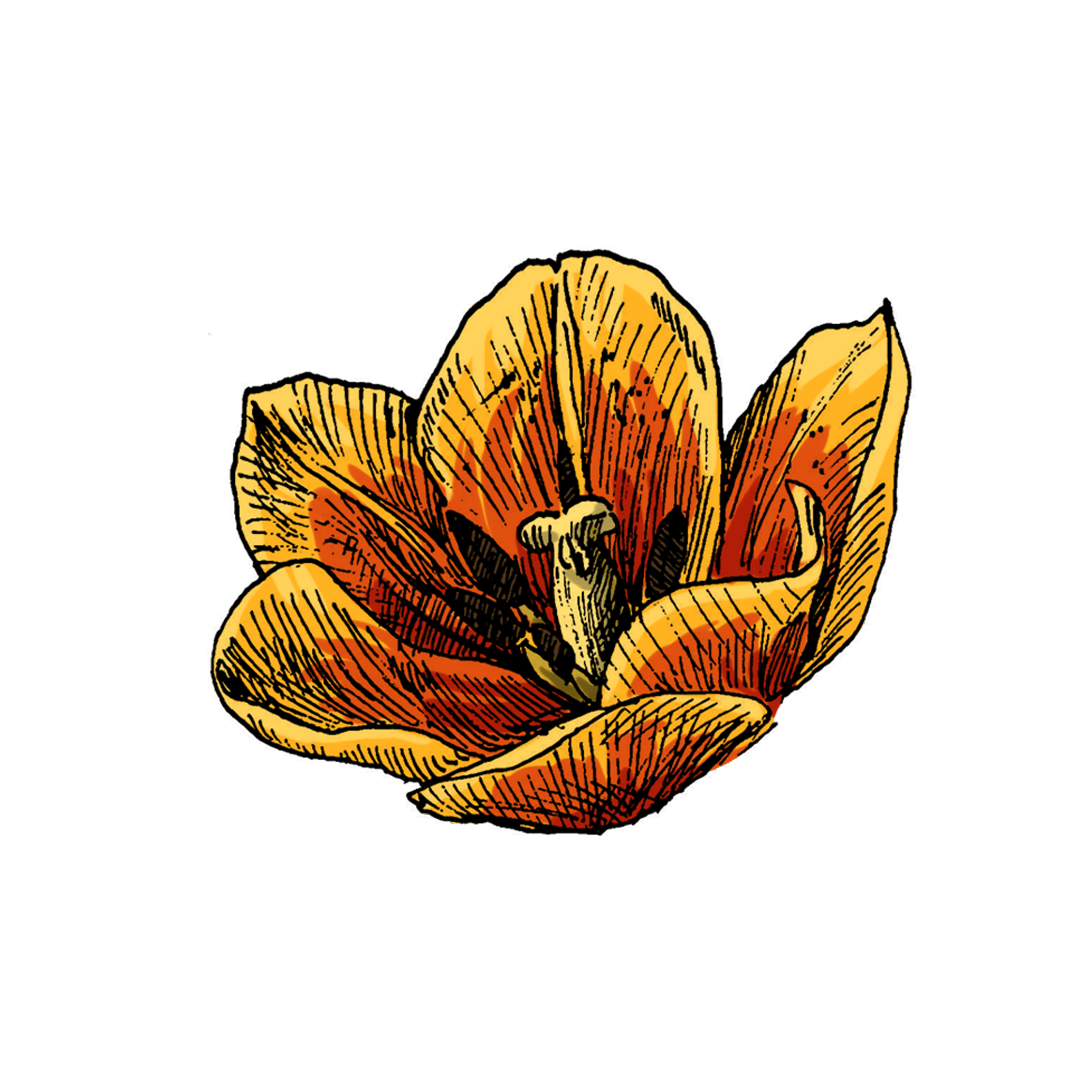 tulip1.png