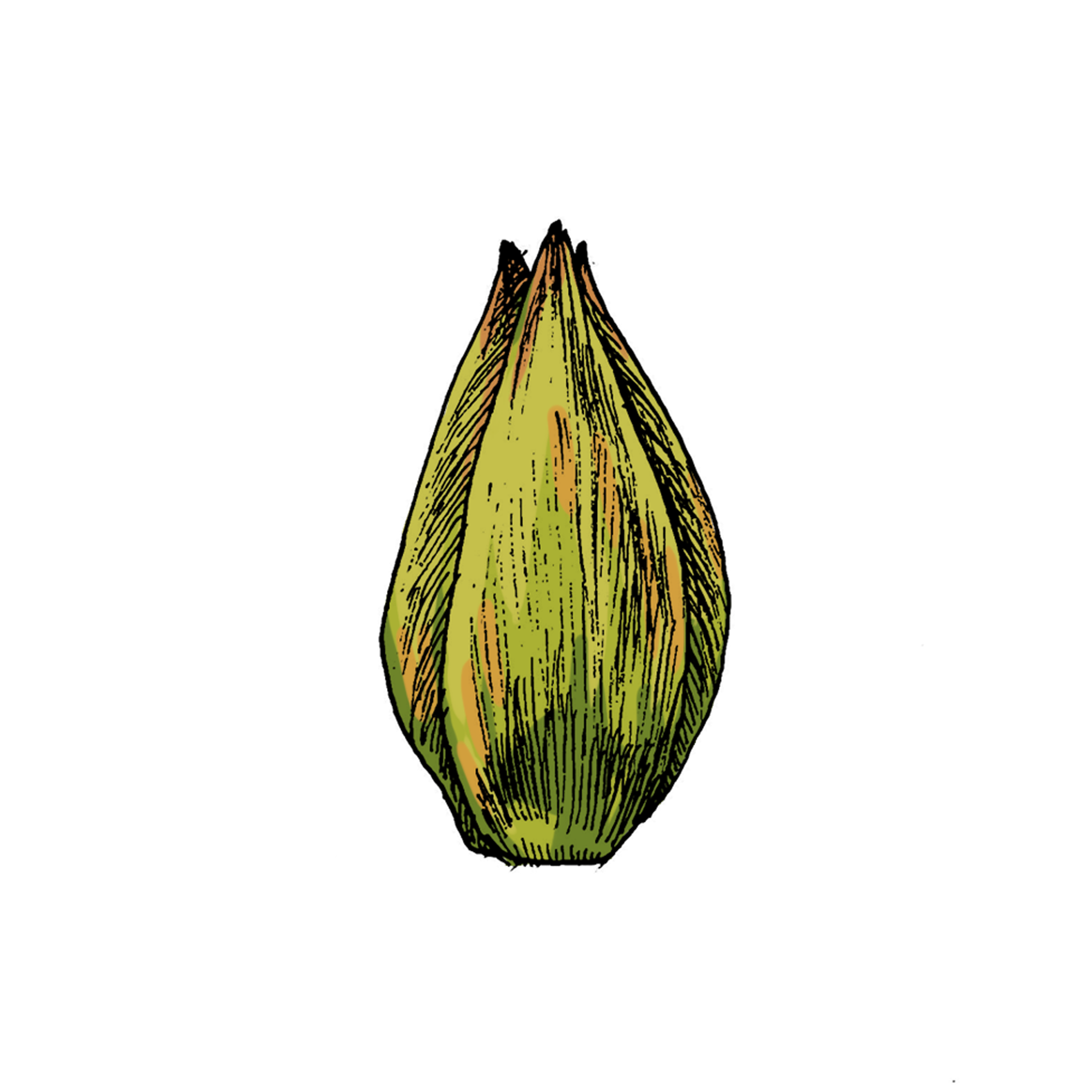 tulip2.png