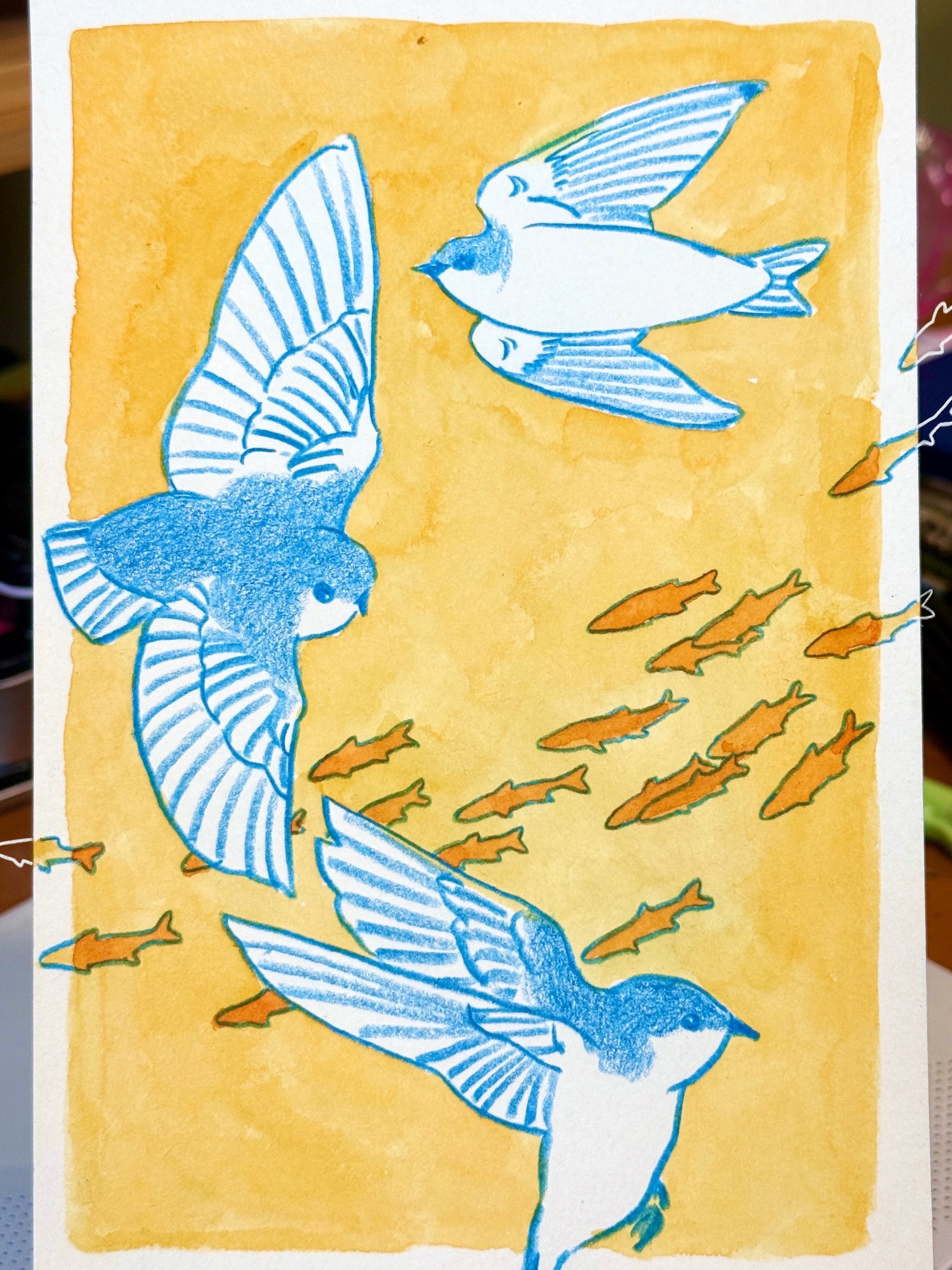 Swallows / Minnows