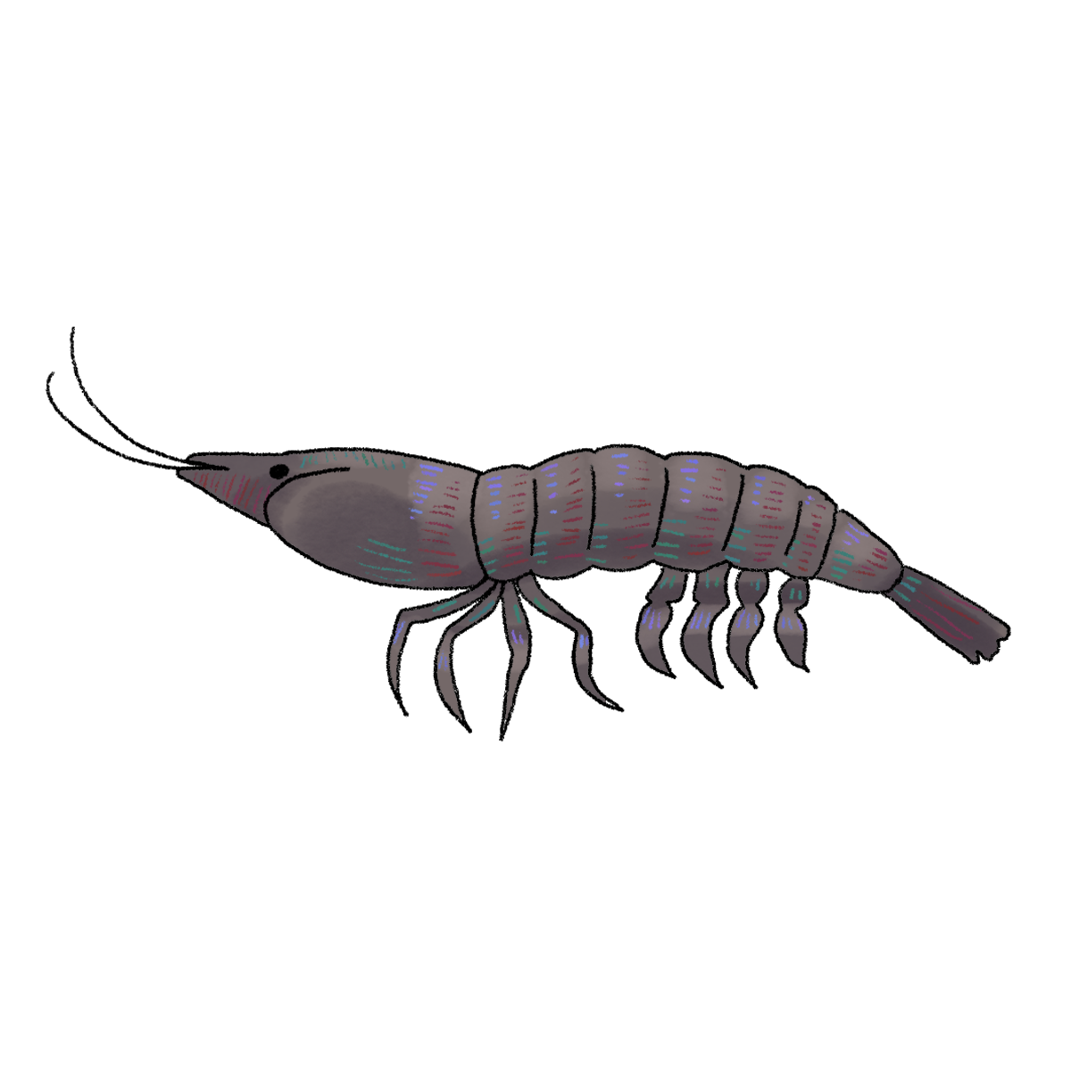 shrimp.png