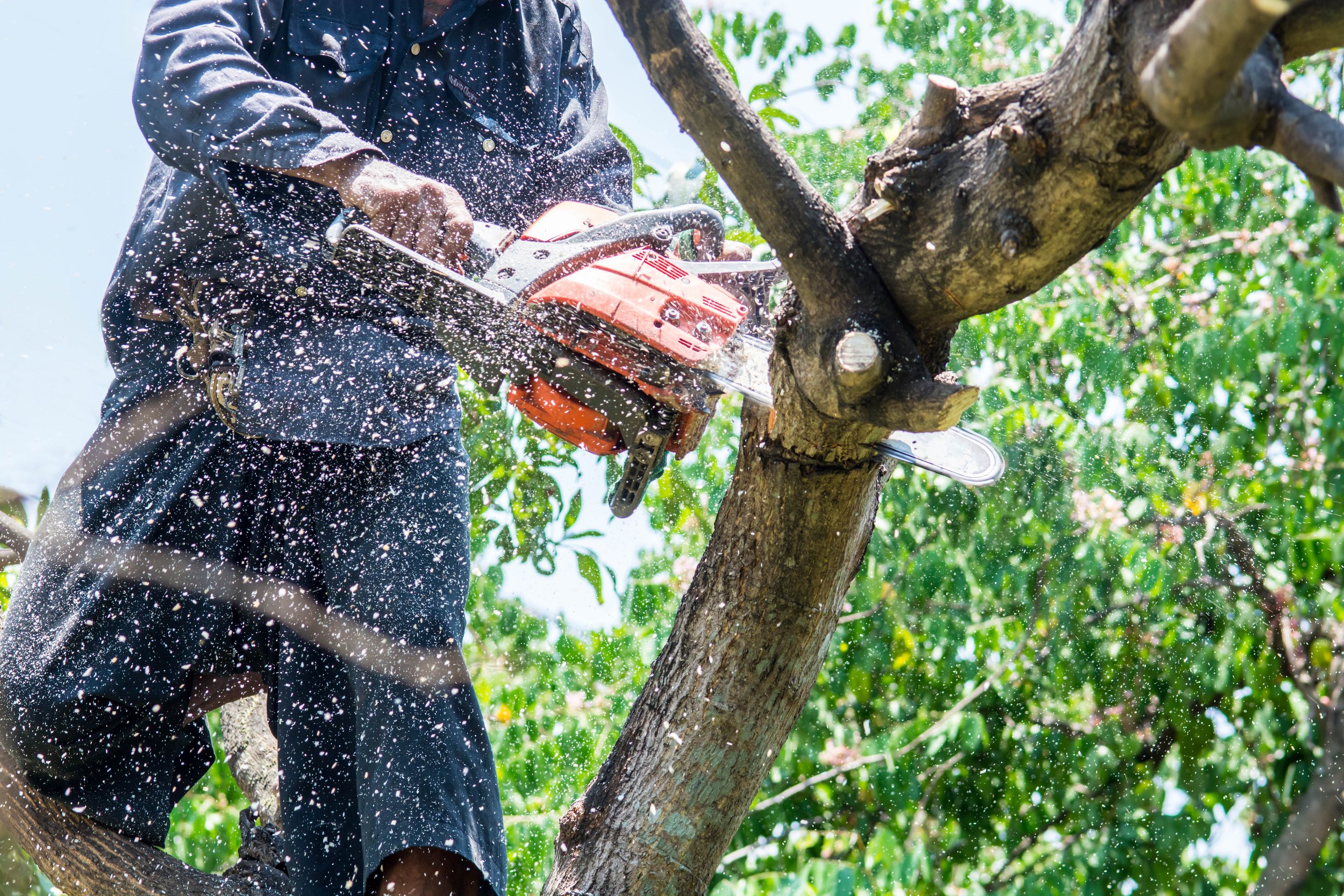 Skilled arborists assess each tree’s needs, employing specialized techniques and tools to prune branches, remove deadwood, and shape the canopy, promoting growth and reducing potential hazards.