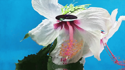 3_flower.gif