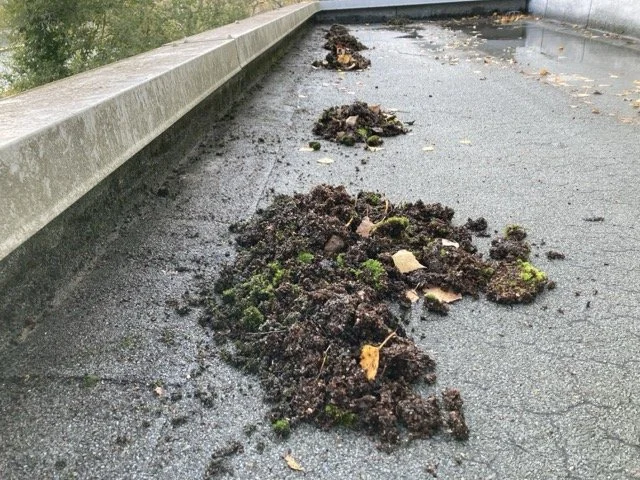 Retrait manuel des mousses et lichens pour l'entretien de la couverture