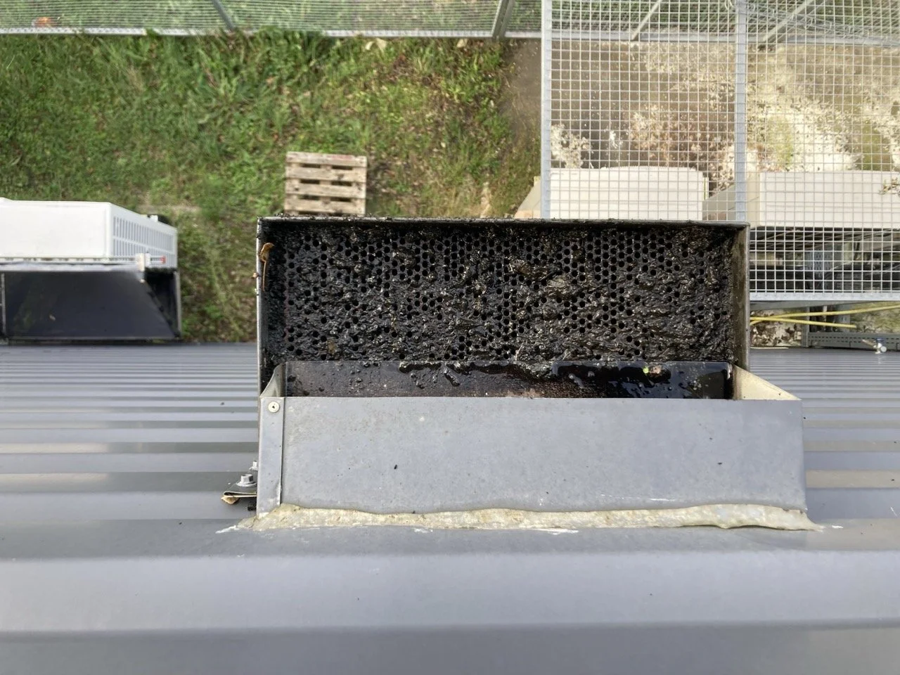 Végétation bloquant l'évacuation d'une boîte à eau sur toit plat