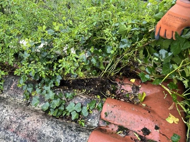 Suppression de végétaux enracinés menaçant l'étanchéité du toit dans le 16