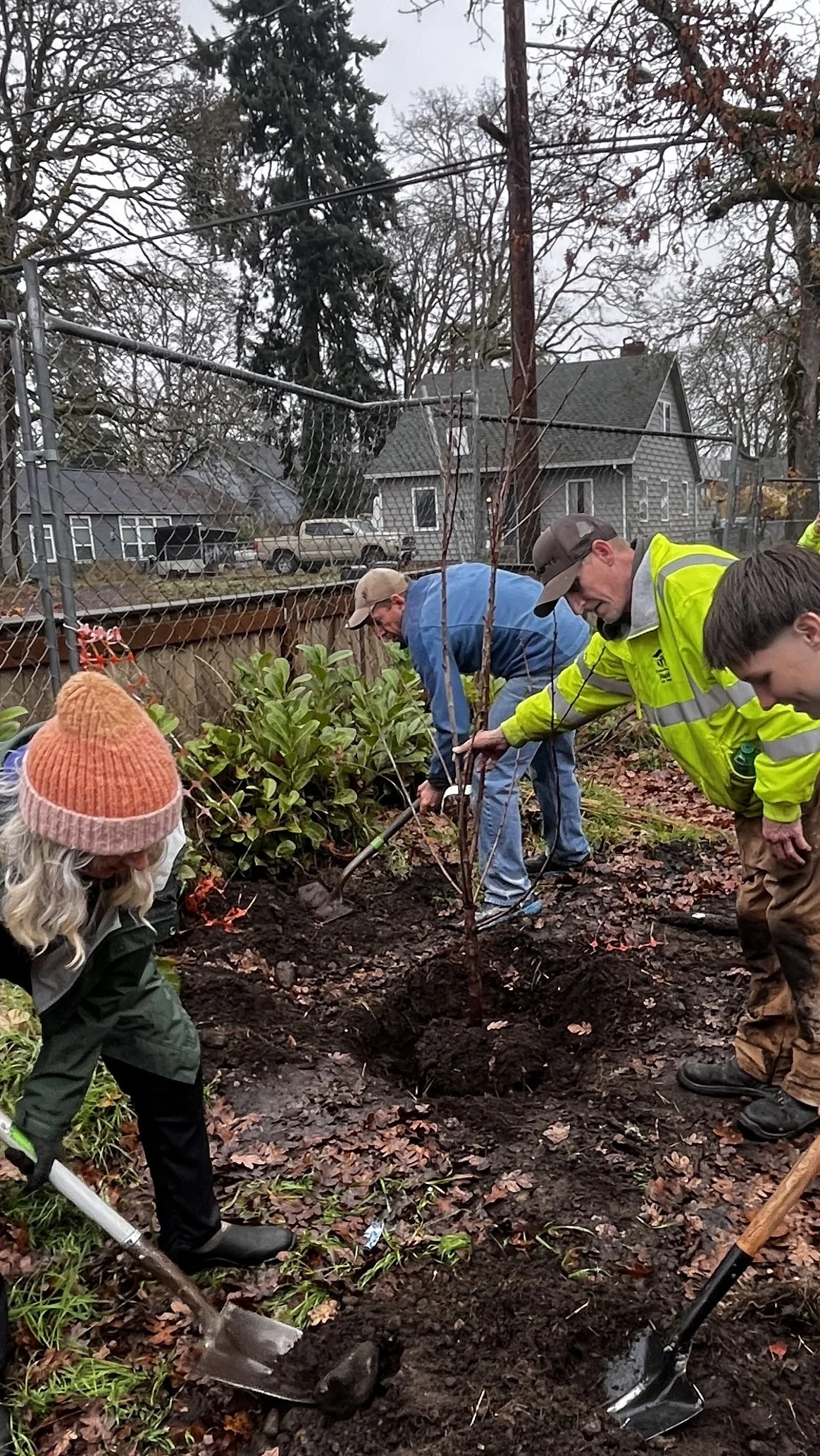 Cherry Tree 2 Lakewood WA.jpg
