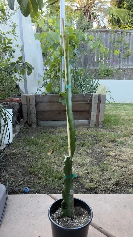Standard Rooted Dragon Fruit Plants