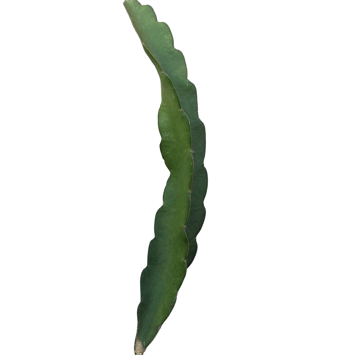 DS2.png