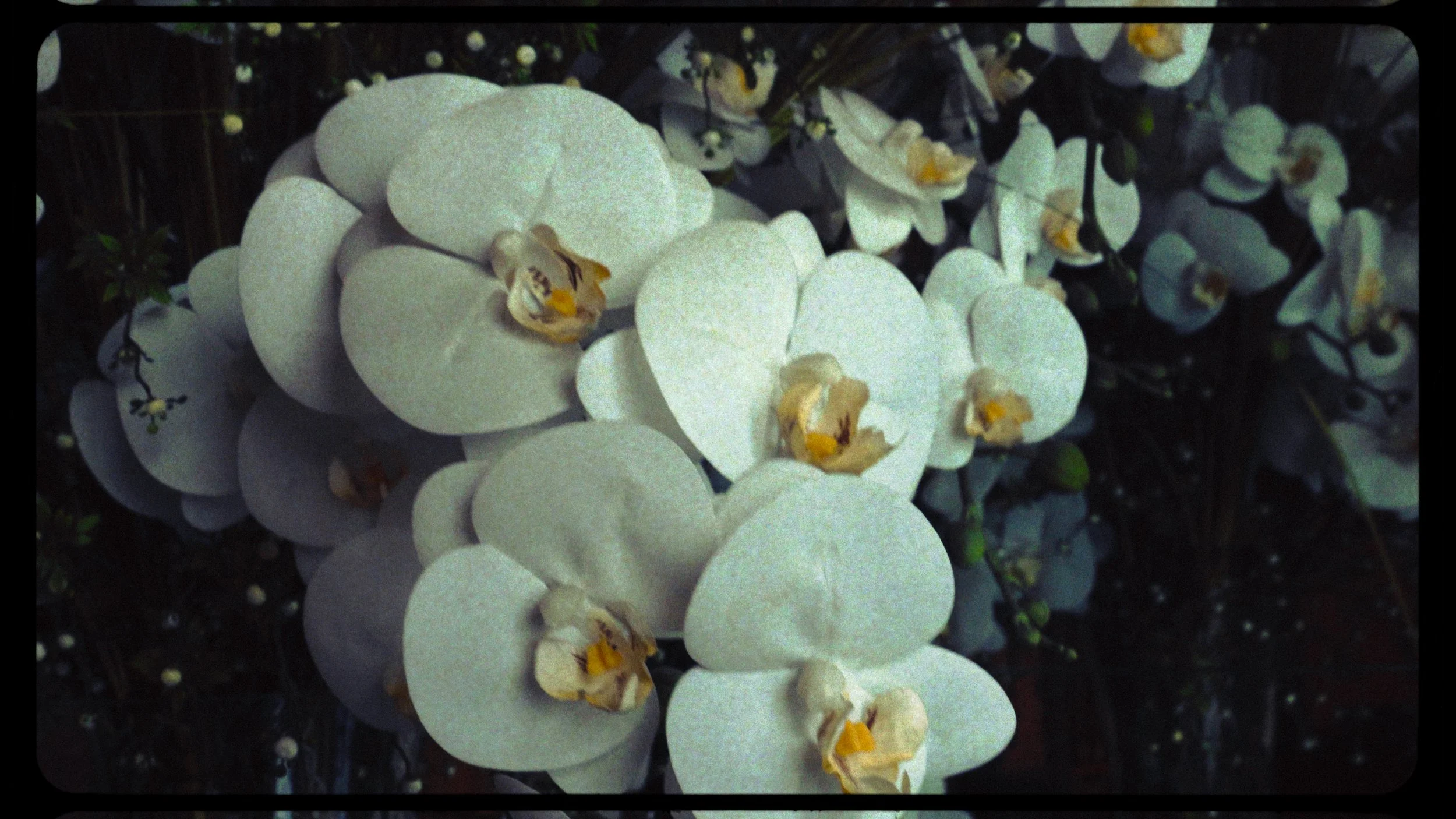 Cluster of white orchids with yellow and brown centers, dark background.