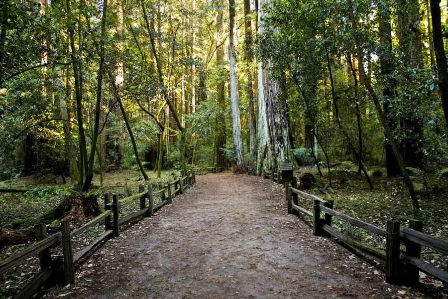 Woodland path with wooden railings beneath tall trees, with sunlight filtering through green foliage.