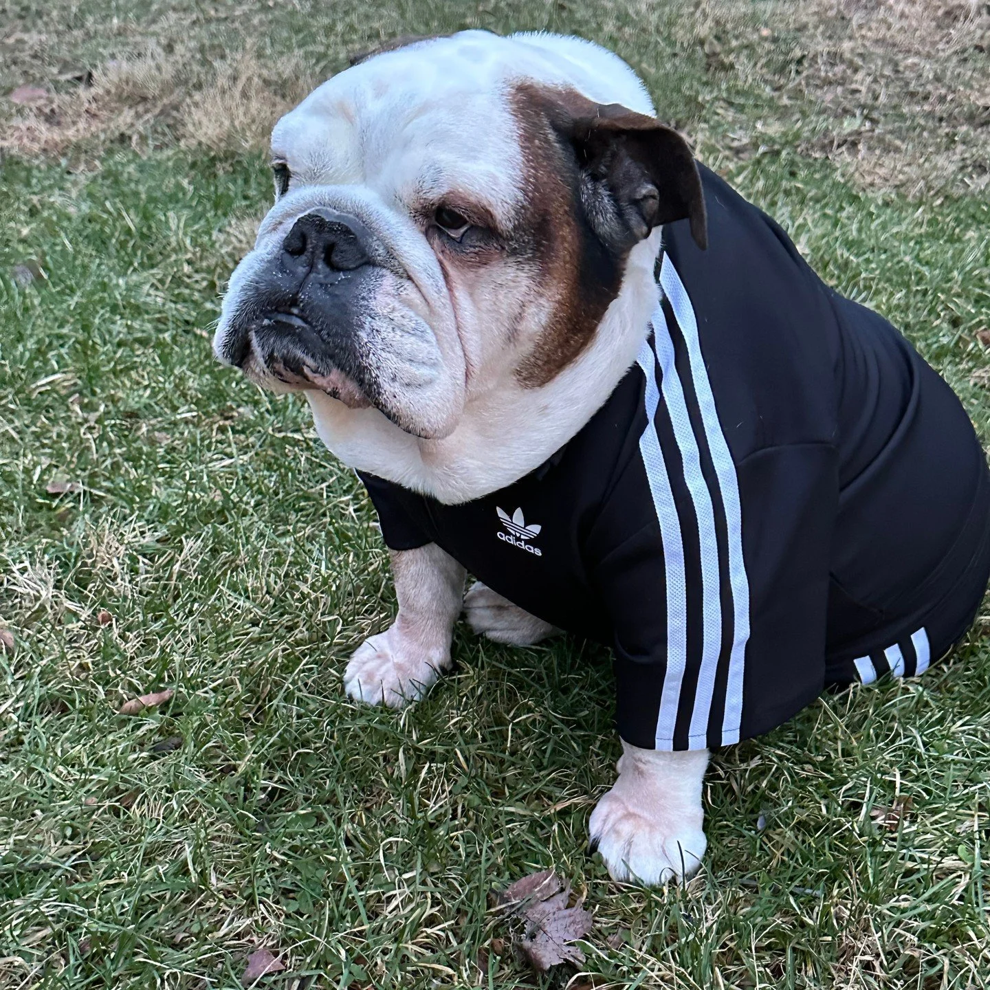 #customjumpsuit
#customtracksuit
#bobbybacala
#FooTorious
#addidasclassic 
#addidas
#englishbulldog
#bulldogsofinstagram
#addidasoriginals
#dog
#notoriousbig