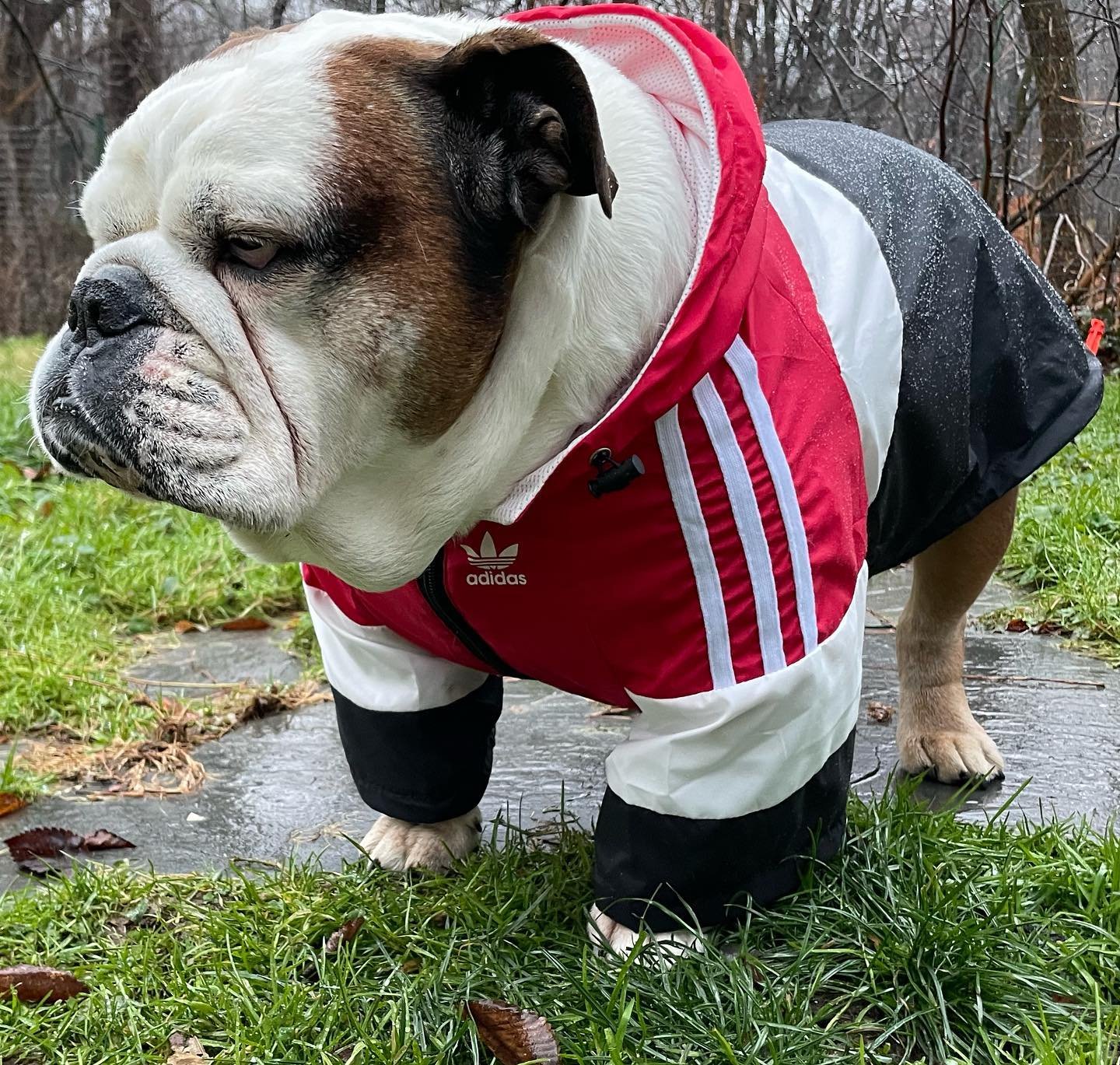 #RockmyAdidas #BeastieFoo #BeastieBoys #PaulsBoutique #Adidas #adidasclassic
#Bulldog #EnglishBulldog #dog #dogfashion #rainyday #raingear
#Dapper #EmersonBespoke