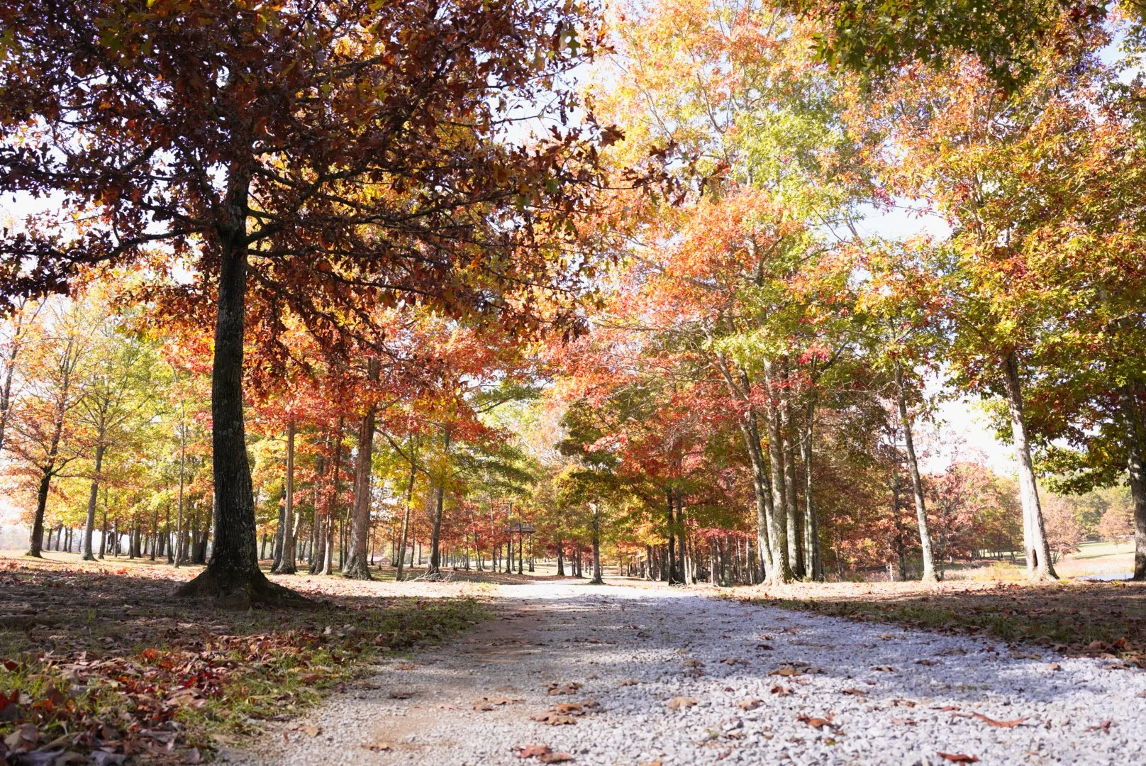 A gravel path through a park lined with trees displaying fall foliage in autumn colors of red, orange, yellow, and green.