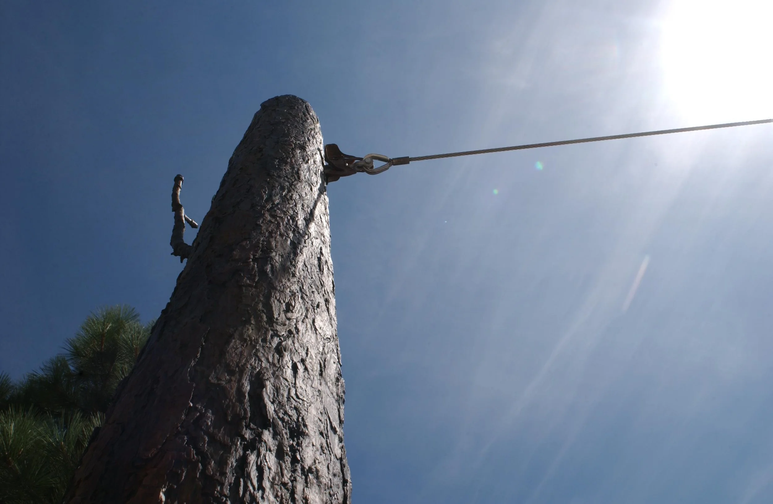 tacoma_Tree.JPG