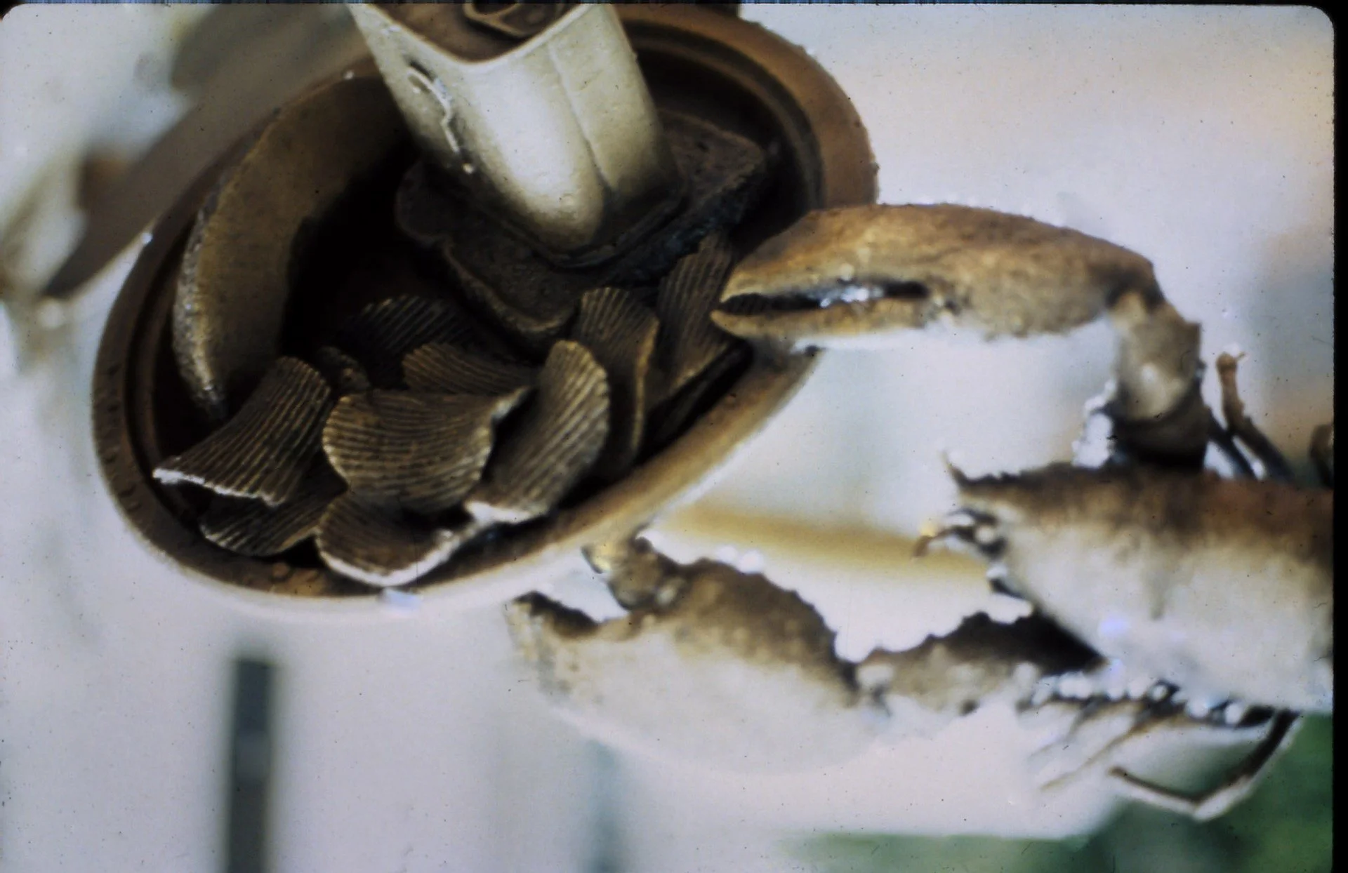 aequinimitas detail.jpg