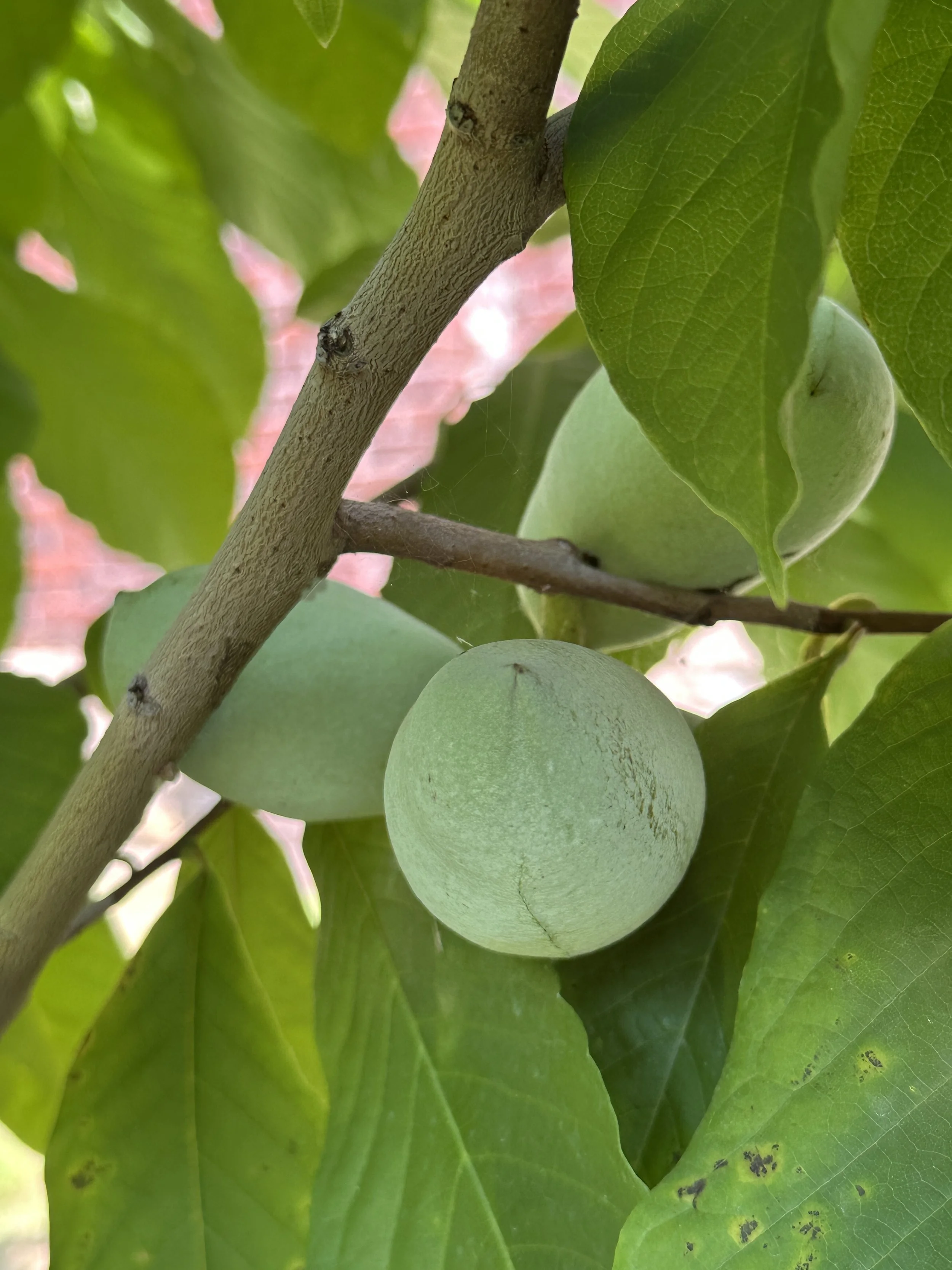 paw paws.JPG