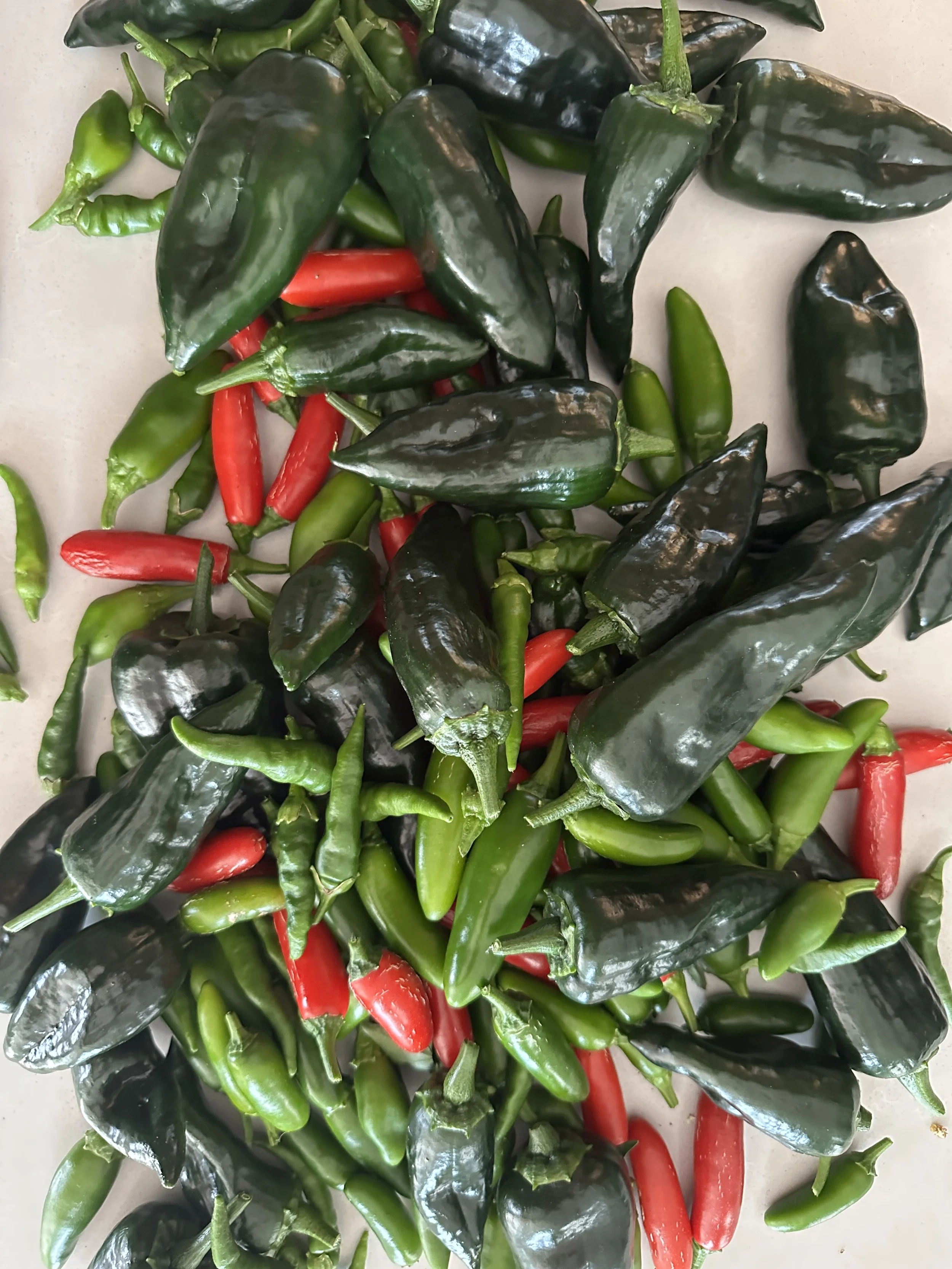 Pepper harvest.JPG