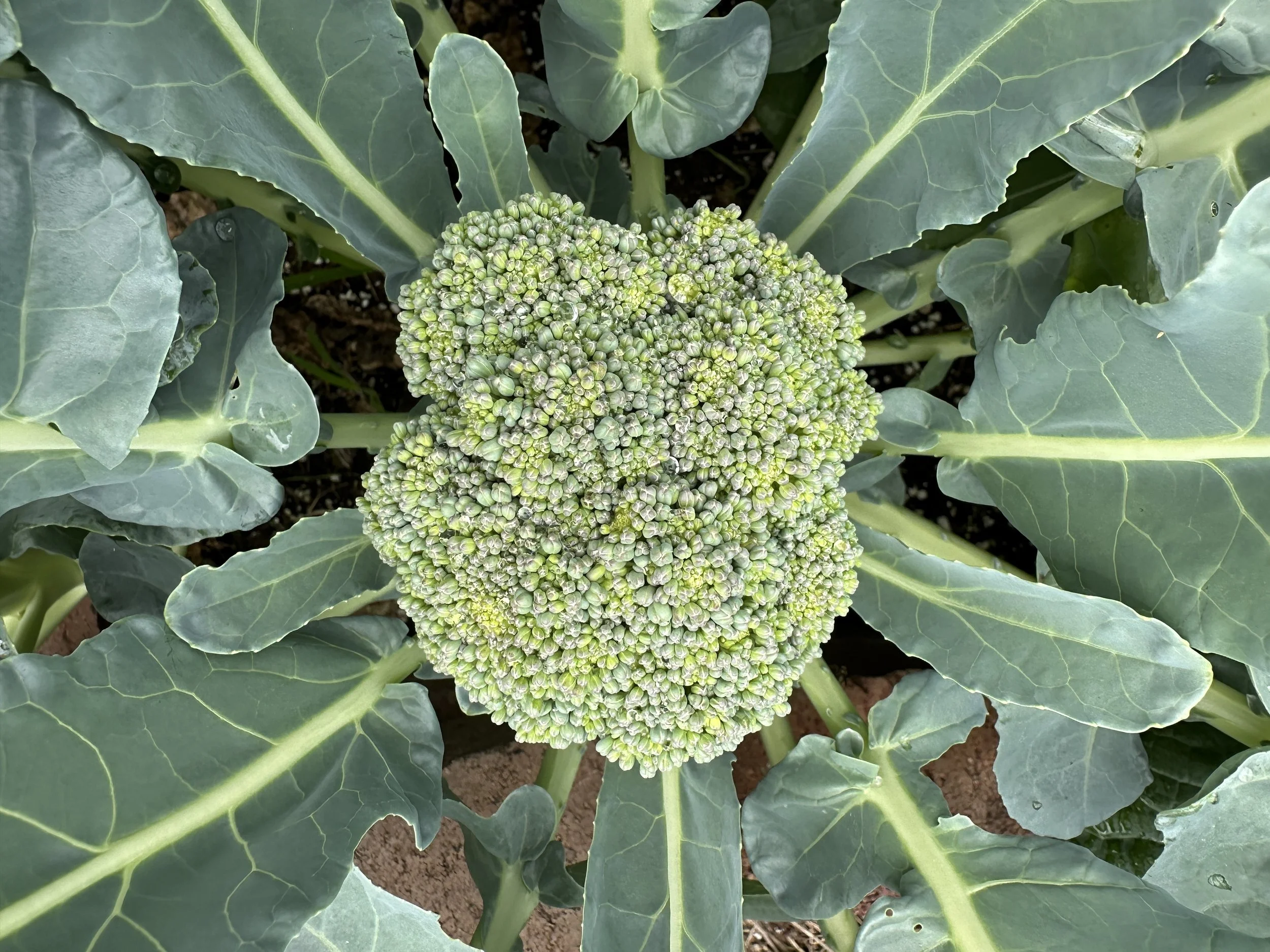 broccoli 2.JPG