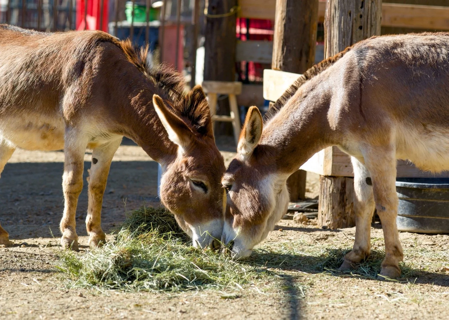Daisy and Mayzie, the miniature donkeys, sharing hay at Rancho Grande in Ojai.