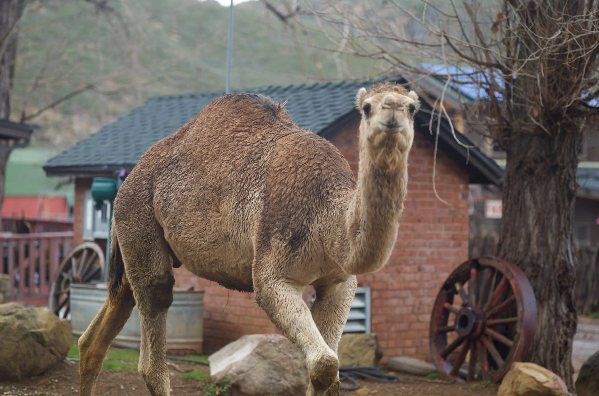 Albert the camel walking beside a ranch building and wooden wagon wheel at Rancho Grande in Ojai.