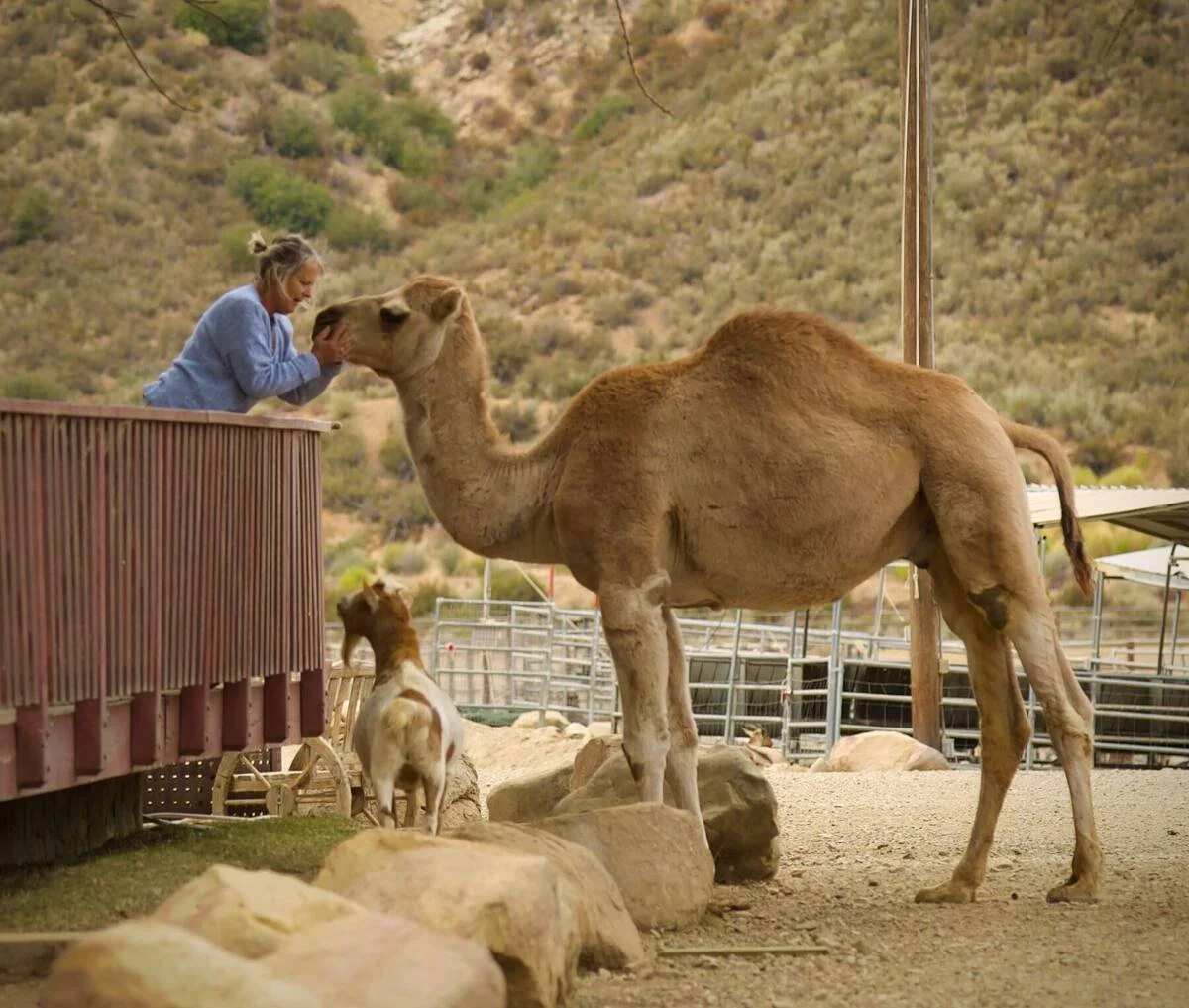Albert the camel greeting a guest from the Cowboy Cabin porch at Rancho Grande in Ojai.