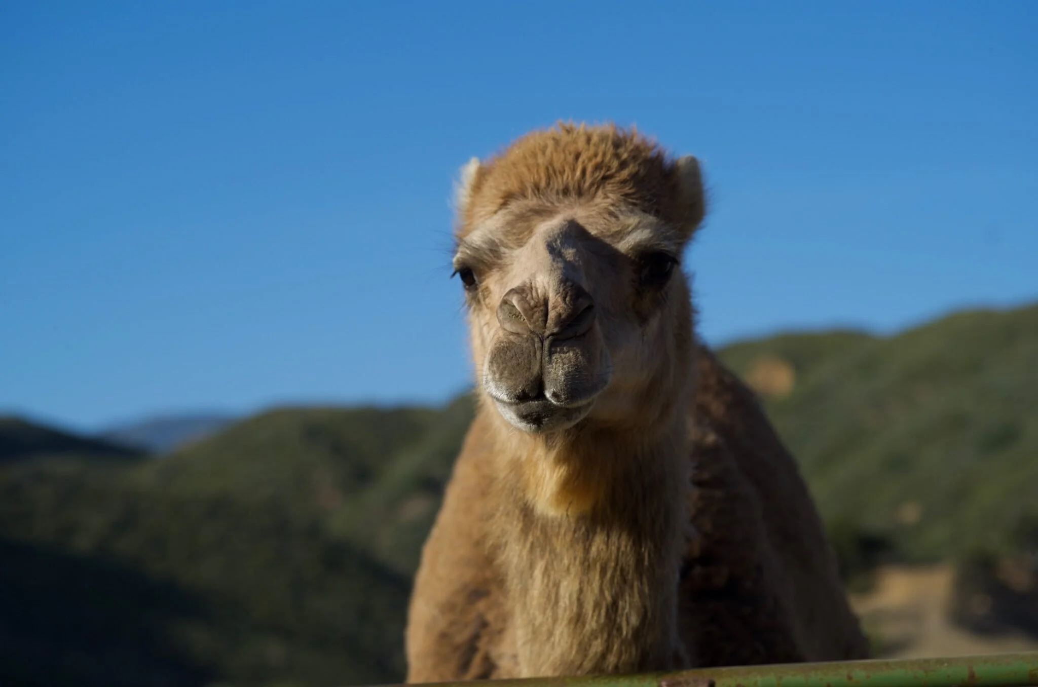 Albert the camel at Rancho Grande, with blue sky and Ojai mountain hills behind him.