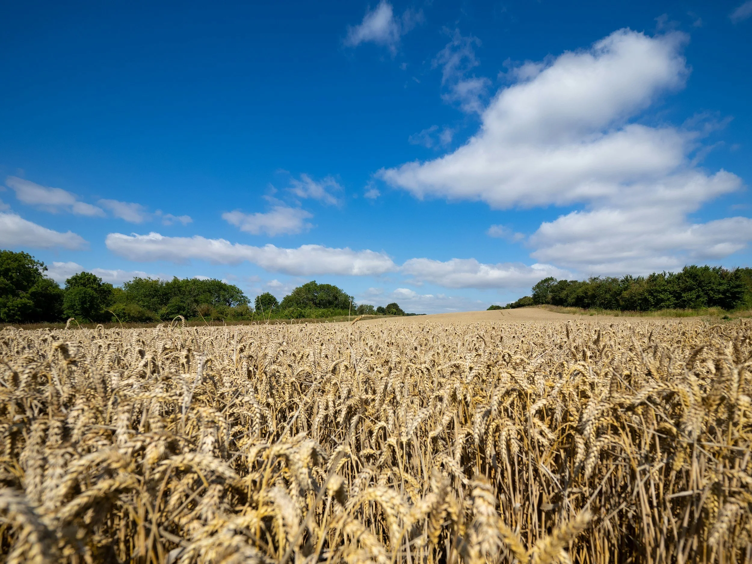 Maryland Senate unanimously passes bill to help state’s farmers tackle food waste