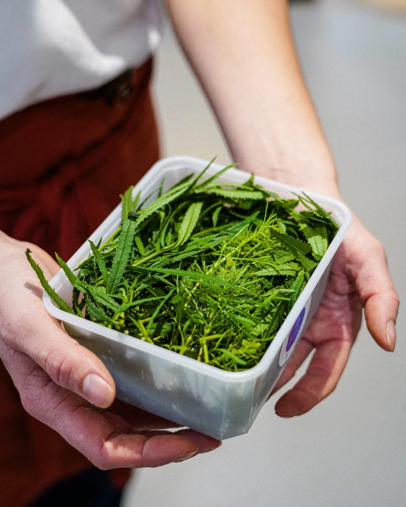 Les plantes et fleurs sauvages à cueillir au printemps pour sublimer vos pâtisseries