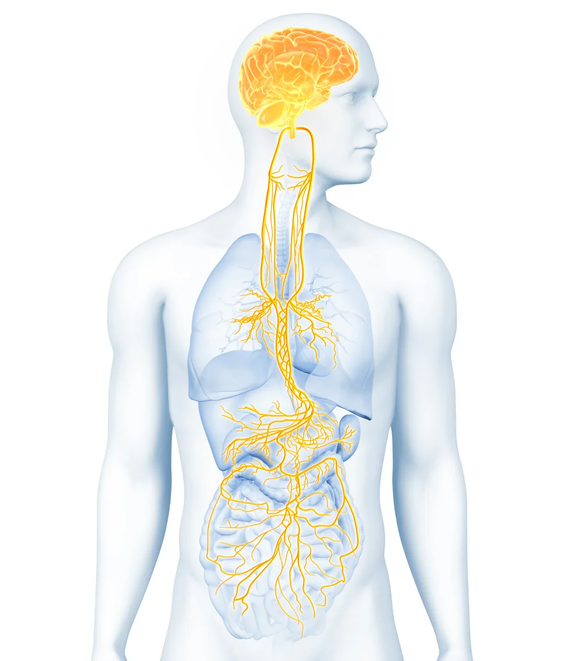 Vagus Nerve.webp