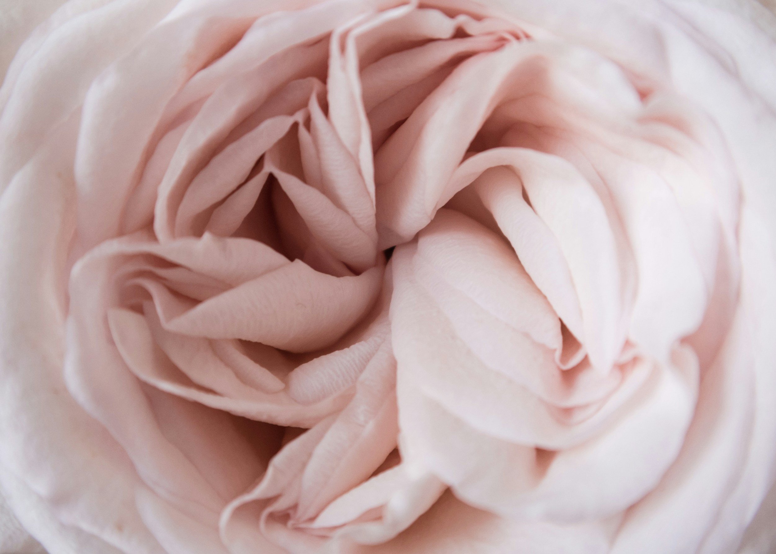 Close-up of a pale pink rose with tightly packed petals.