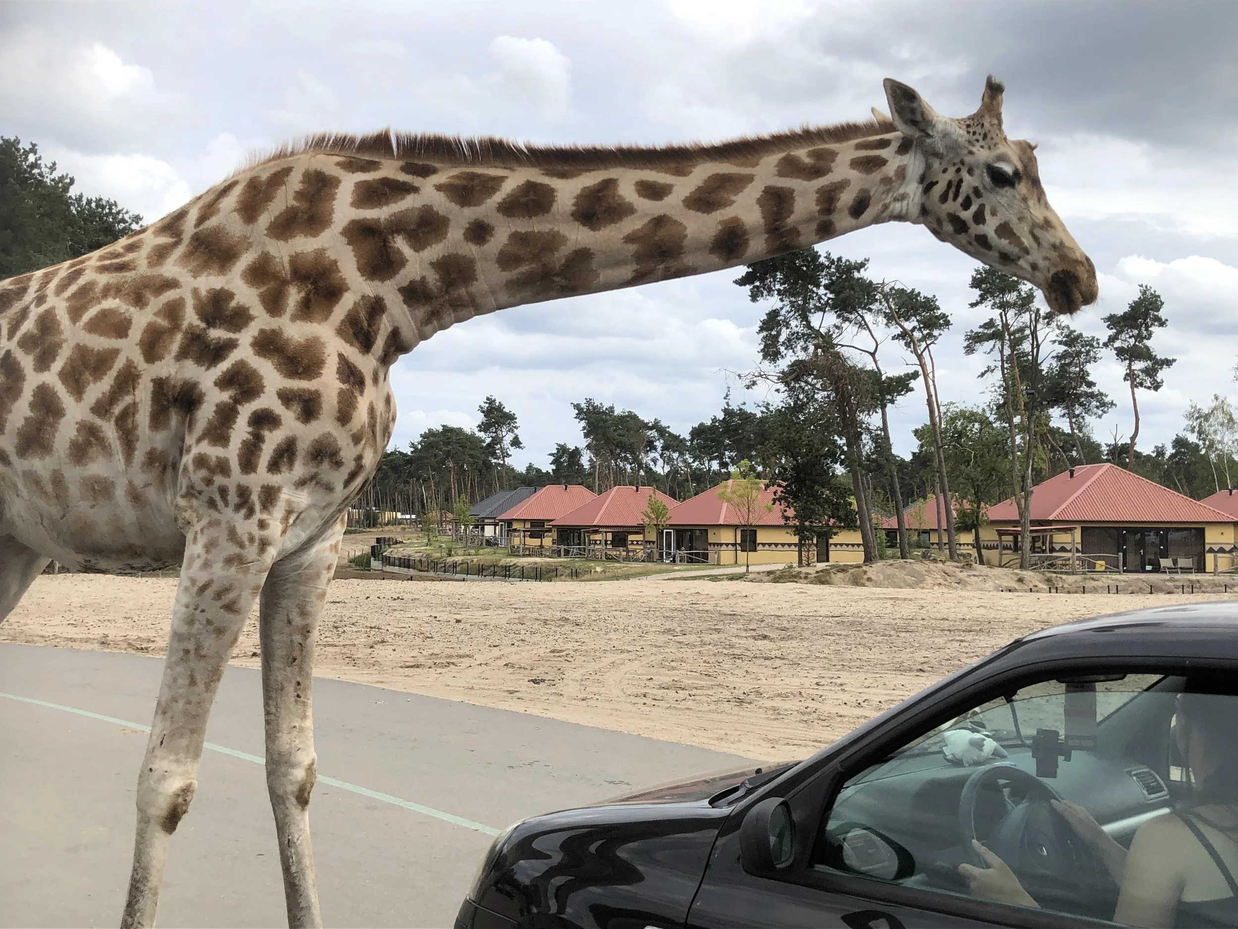 Safaripark Beeksebergen giraffe dicht bij auto's
