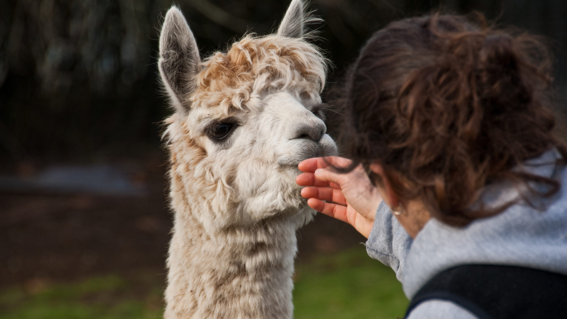 Alpaca boerderij bij FarmCamps