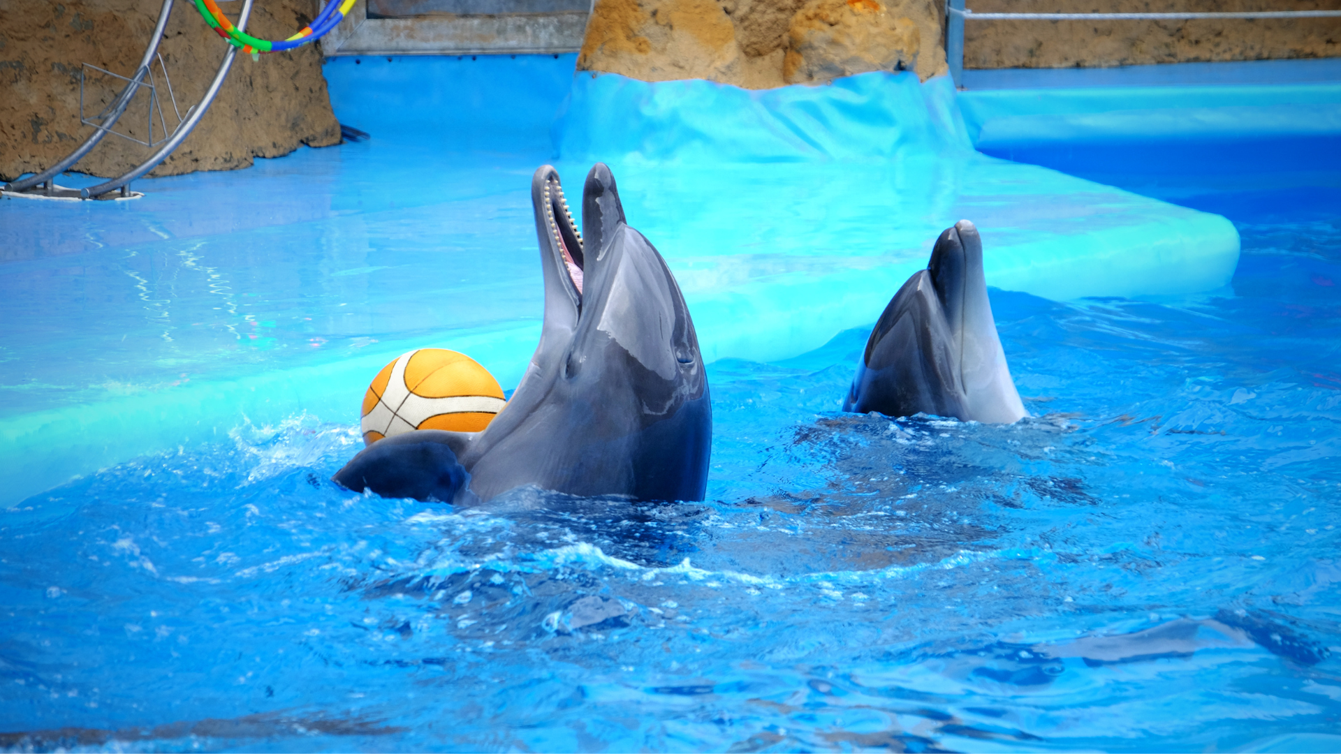 Dolfijnen uit het Dolfinarium voor de leukste dagjes uit