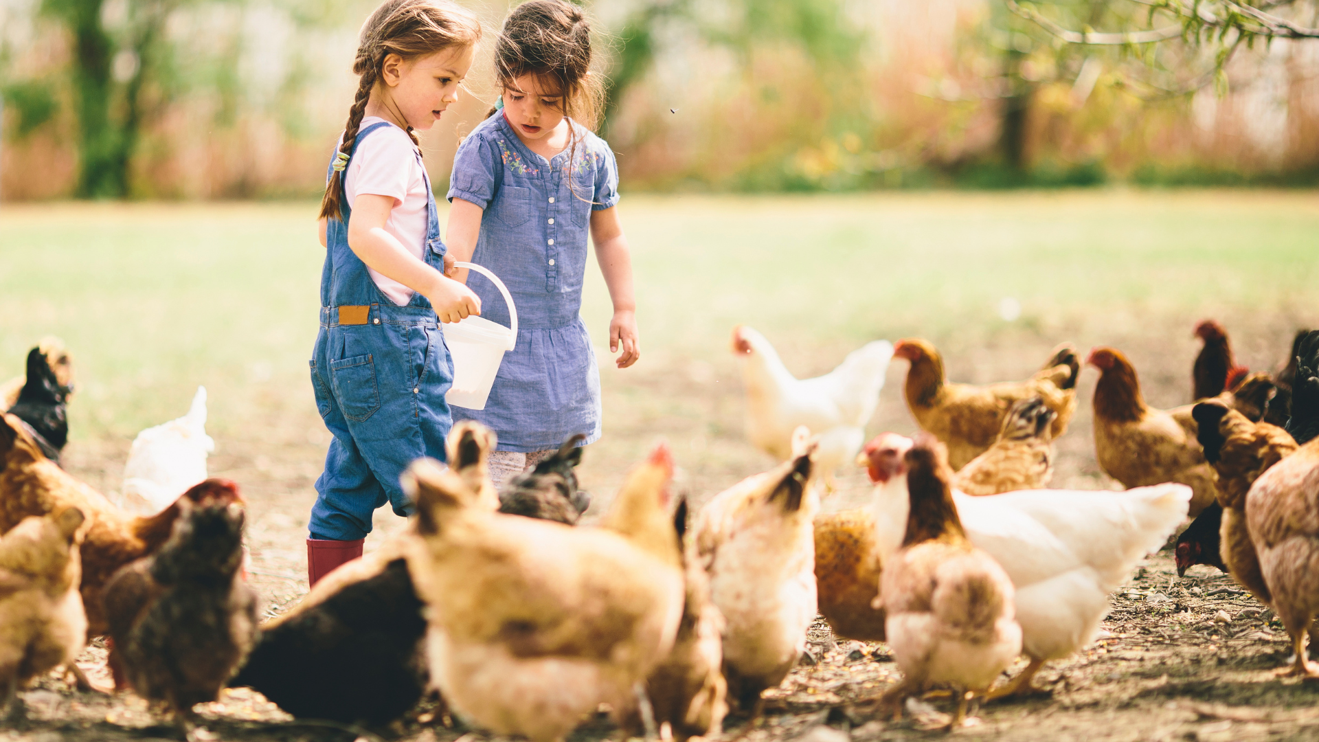 2 meisjes voeren de kippen - waarom FarmCamps zo leuk is