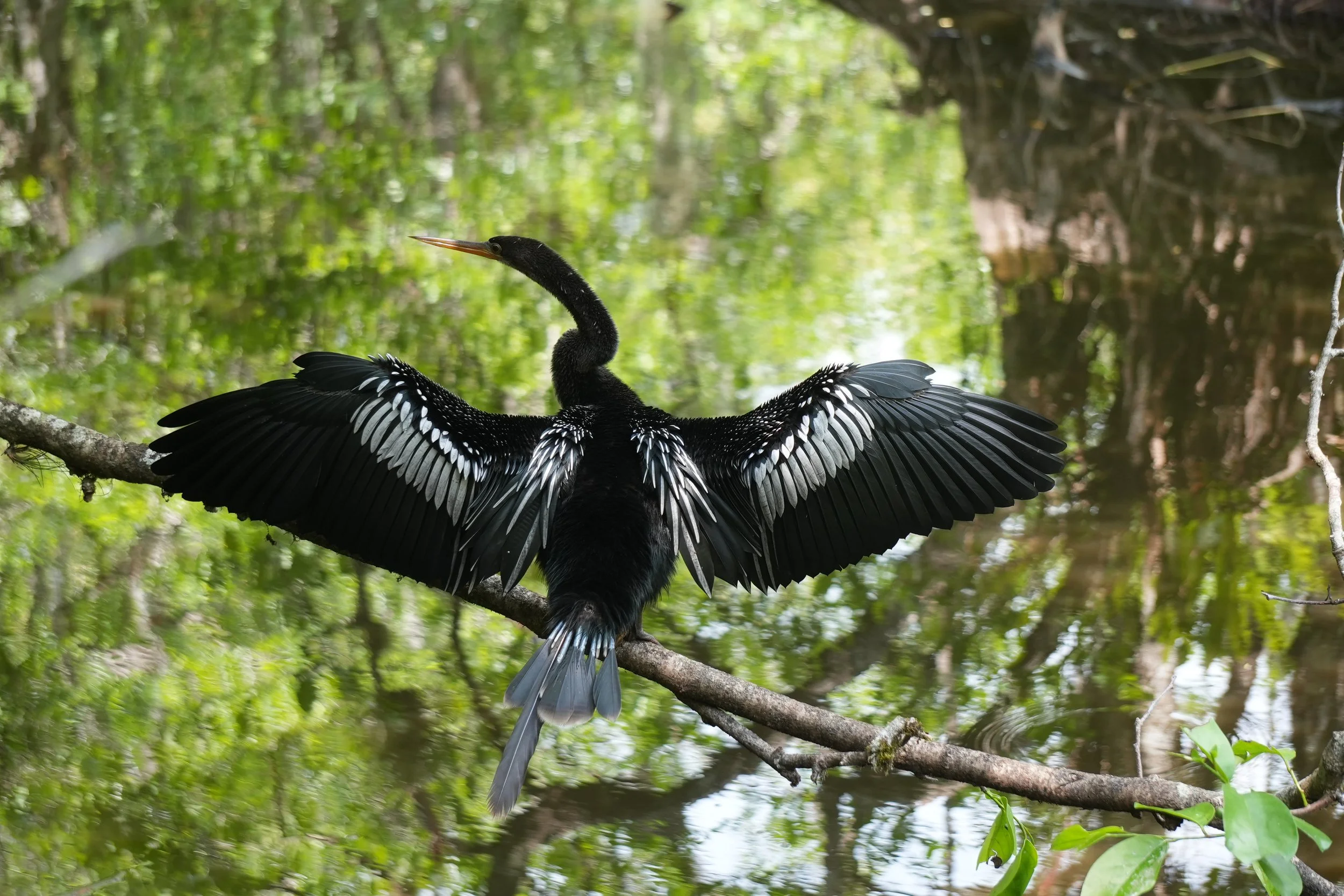 Audubon Corkscrew Swamp Sanctuary 2025