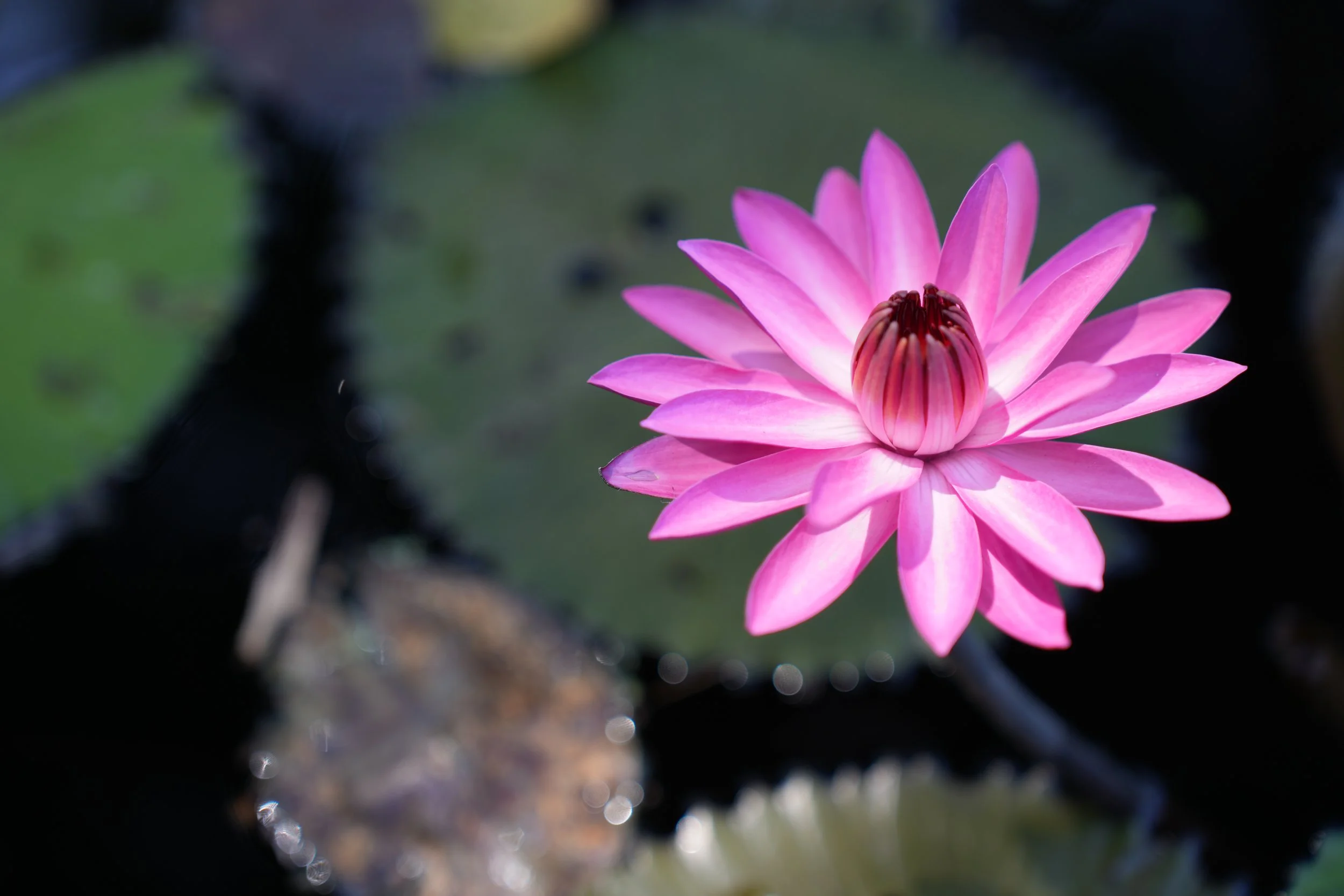 Naples Botanical Garden 2025