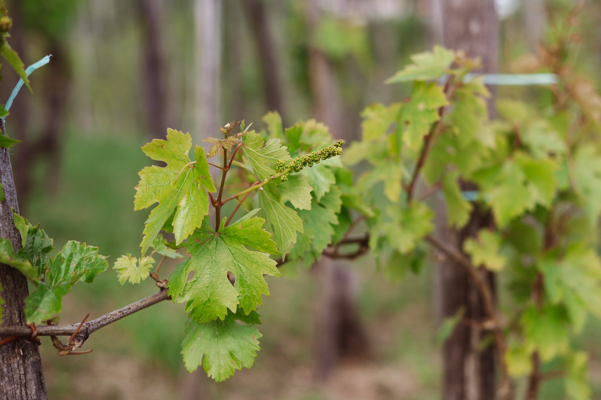 Close-up of a grapevine with green leaves and small unripe grape clusters on a branch in a vineyard.