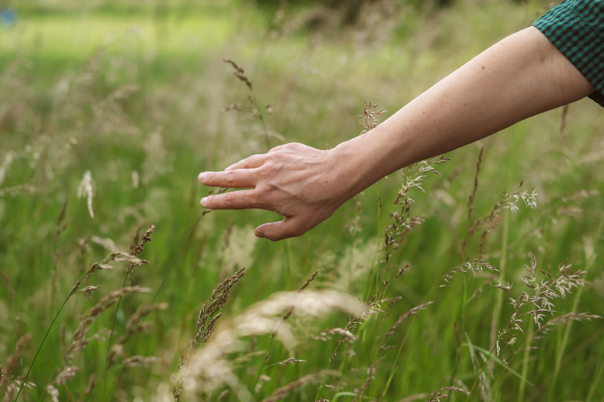 A person's arm extended forward in a grassy field with tall green grass.