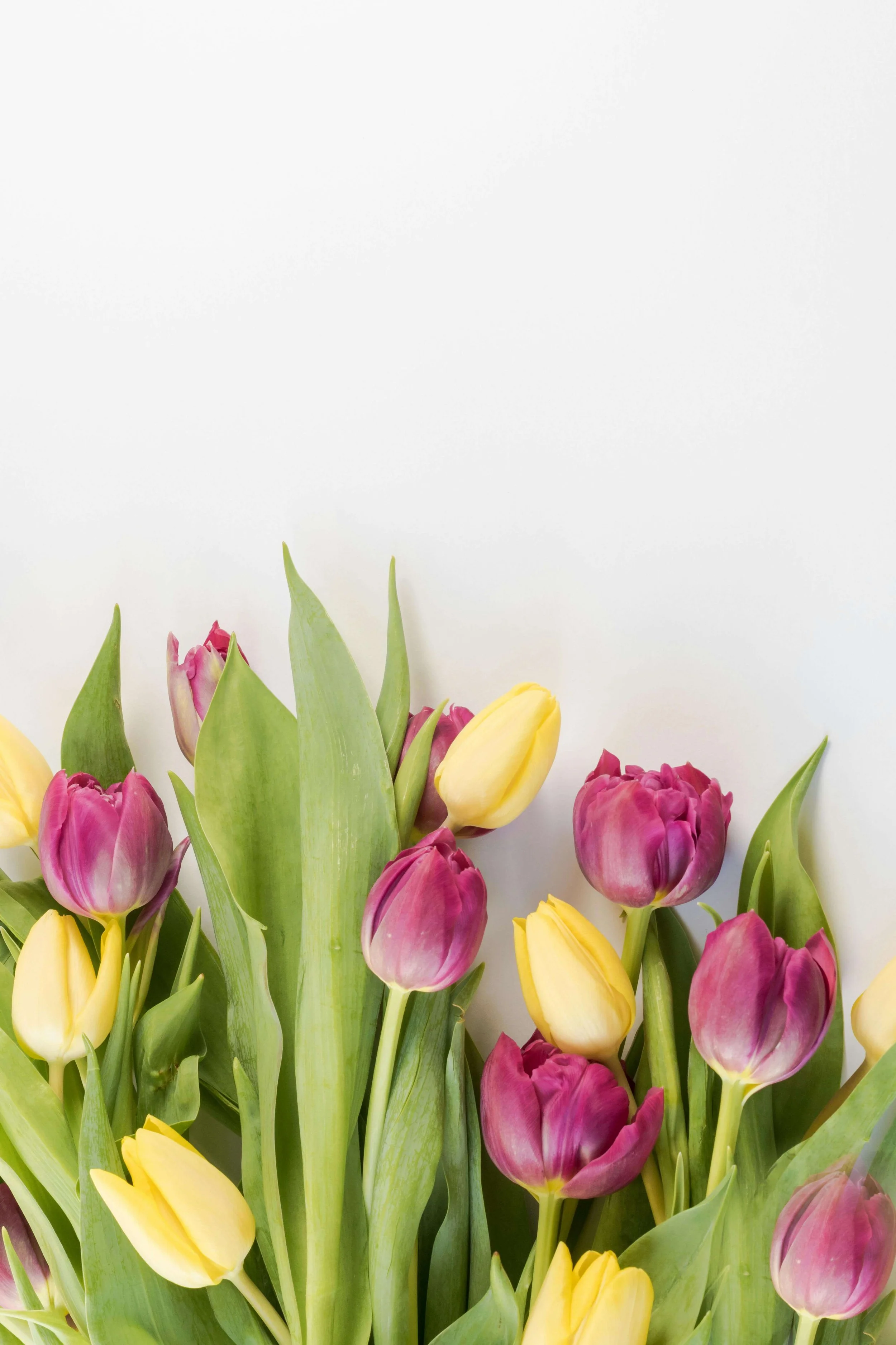 A fresh bouquet of purple & yellow tulips, evoking springtime renewal. Is it time to clear the mental clutter weighing down your relationships and start fresh? A relationship therapist in Davie, FL, can help you reset and bloom.