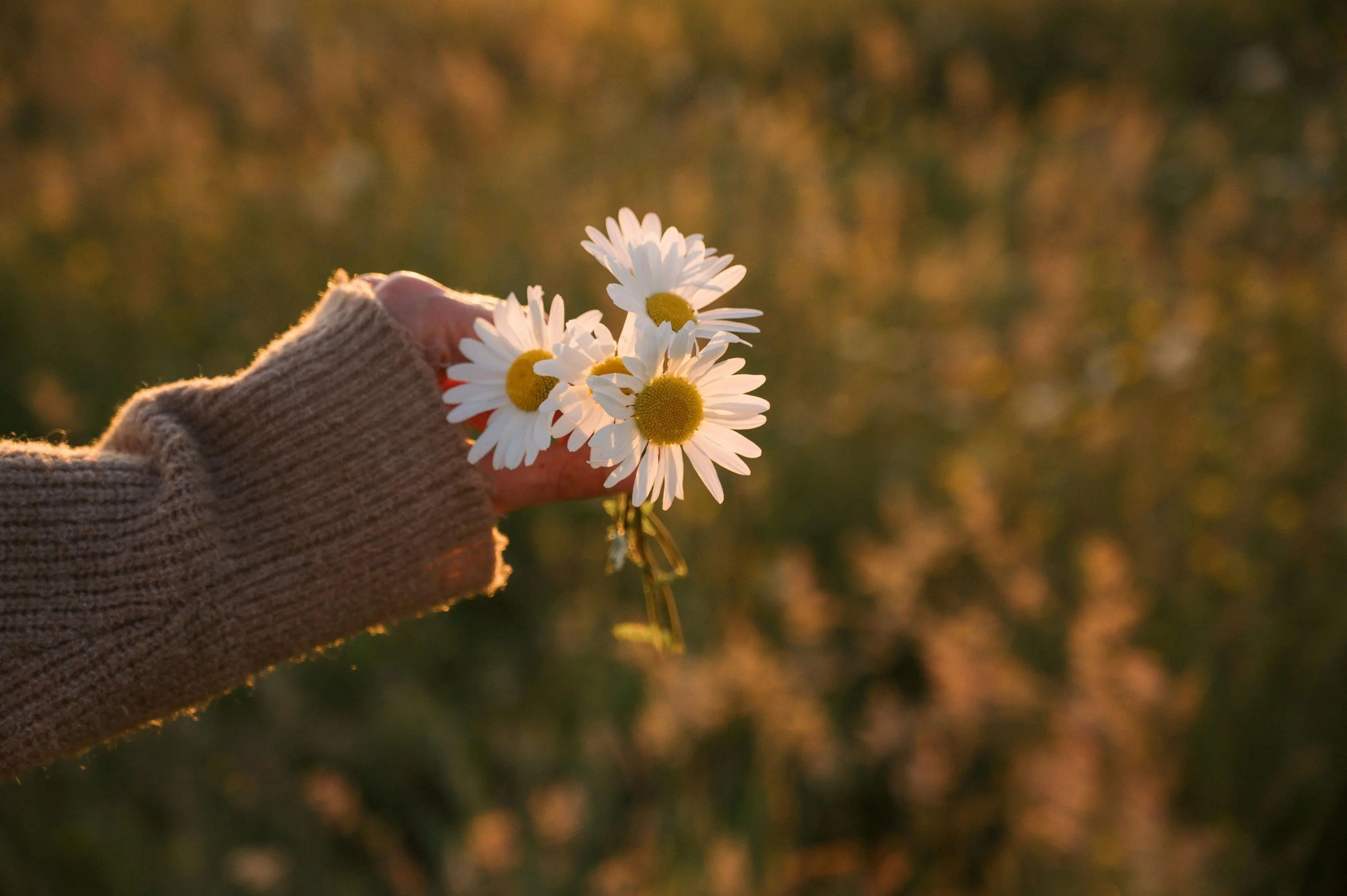 A woman’s hand holds a small bouquet of white daisies in warm golden light. Unhealed trauma can make it hard to fully receive love and connection in a relationship. Relationship therapy in Davie, FL can help you open up and heal.