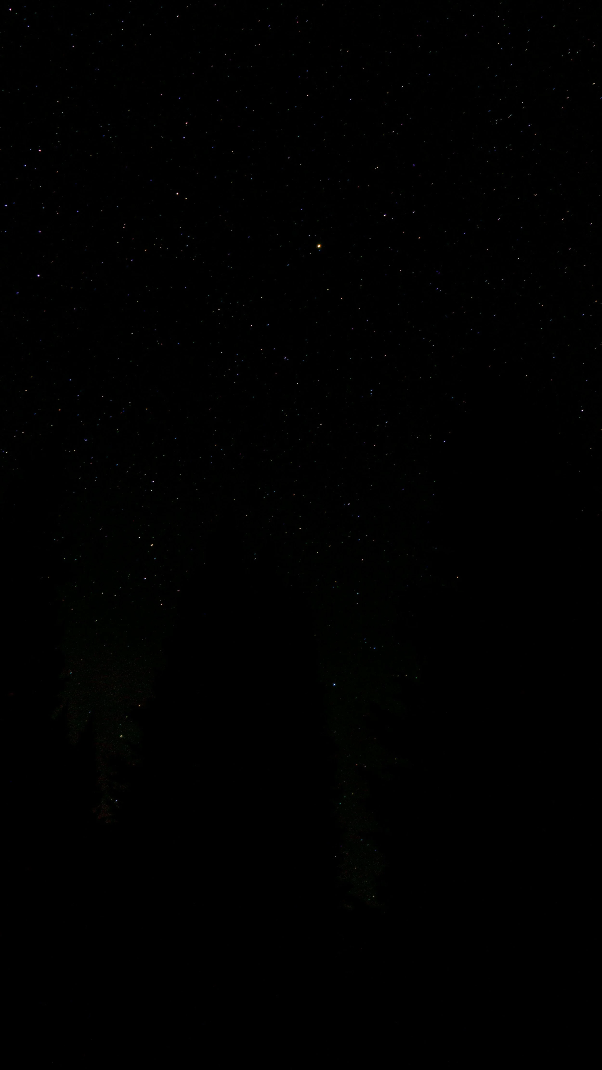 Night sky filled with stars, silhouettes of trees in the foreground.