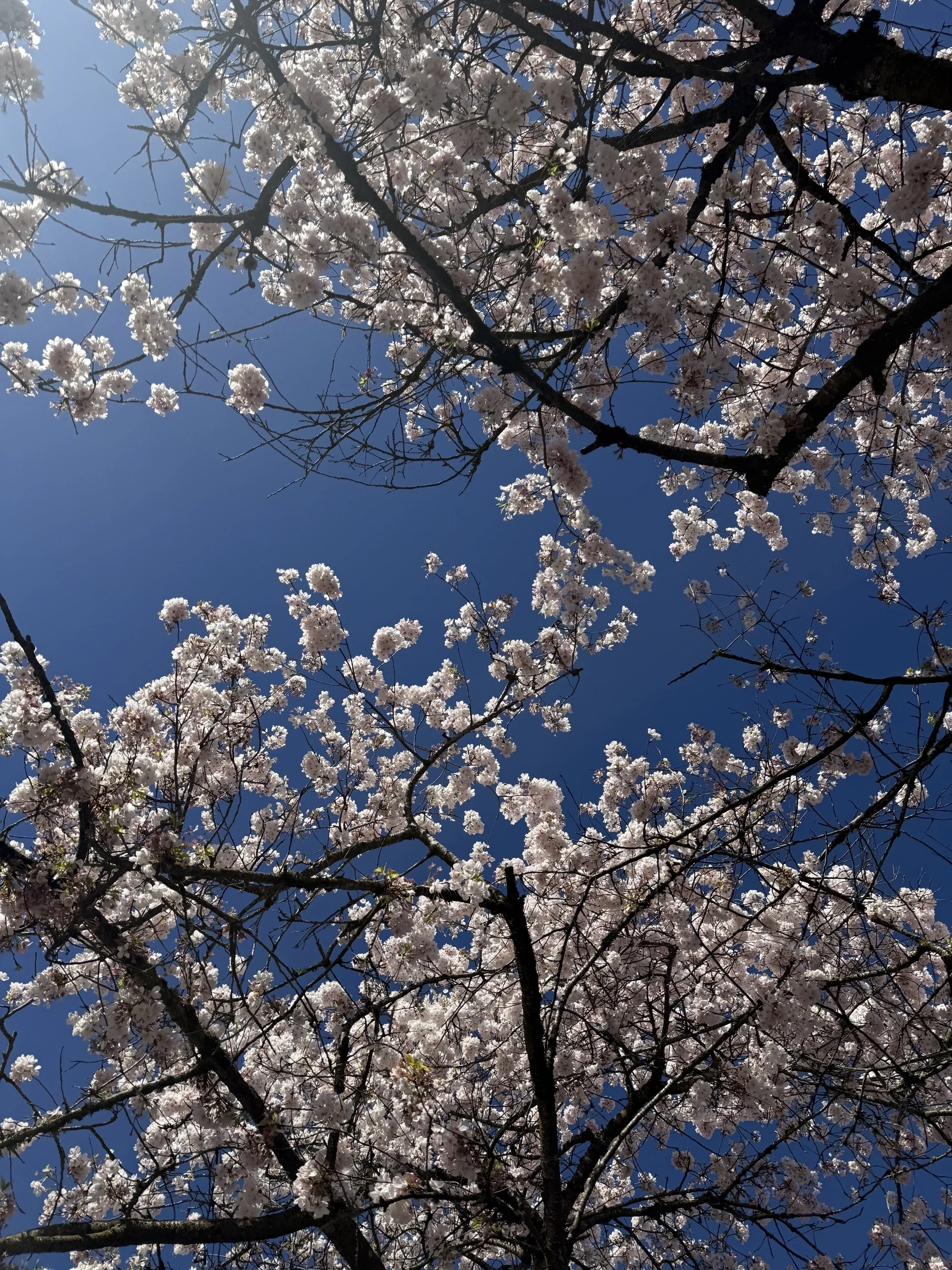 Routine for Emergence