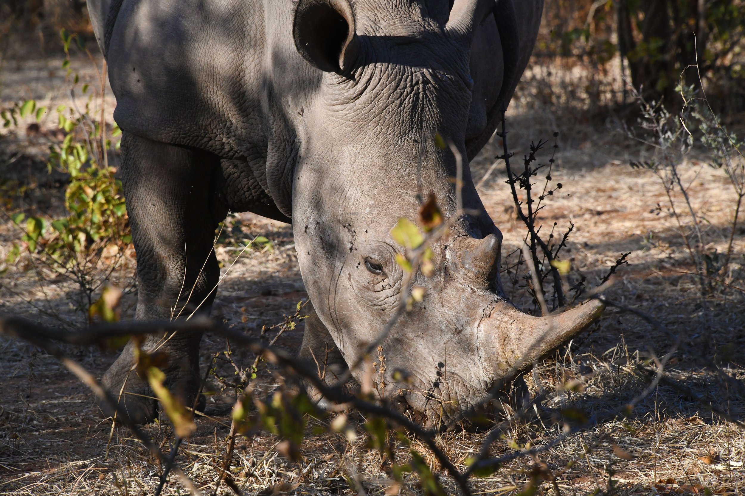 Protecting the White Rhino